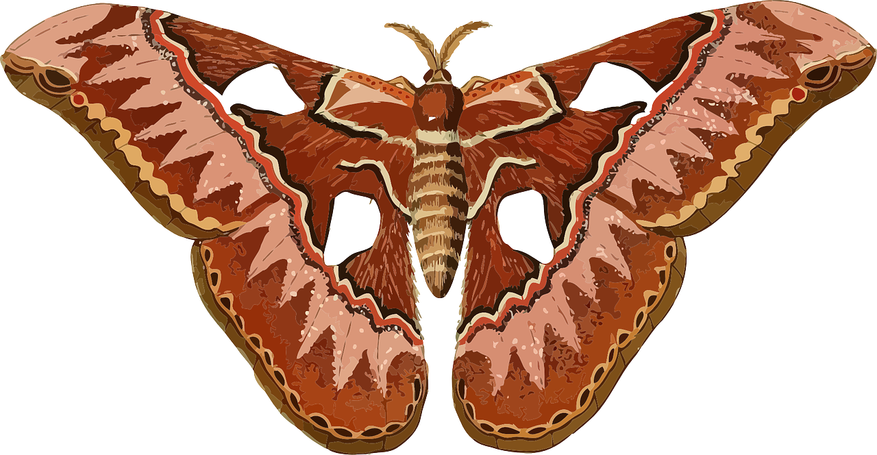 Giant_ Atlas_ Moth_ Illustration PNG