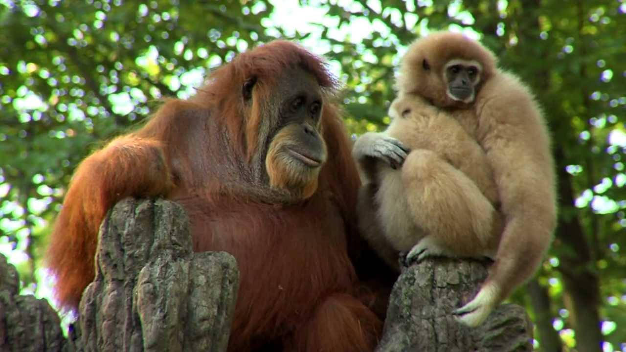 Gibbon And Orangutan Wallpaper