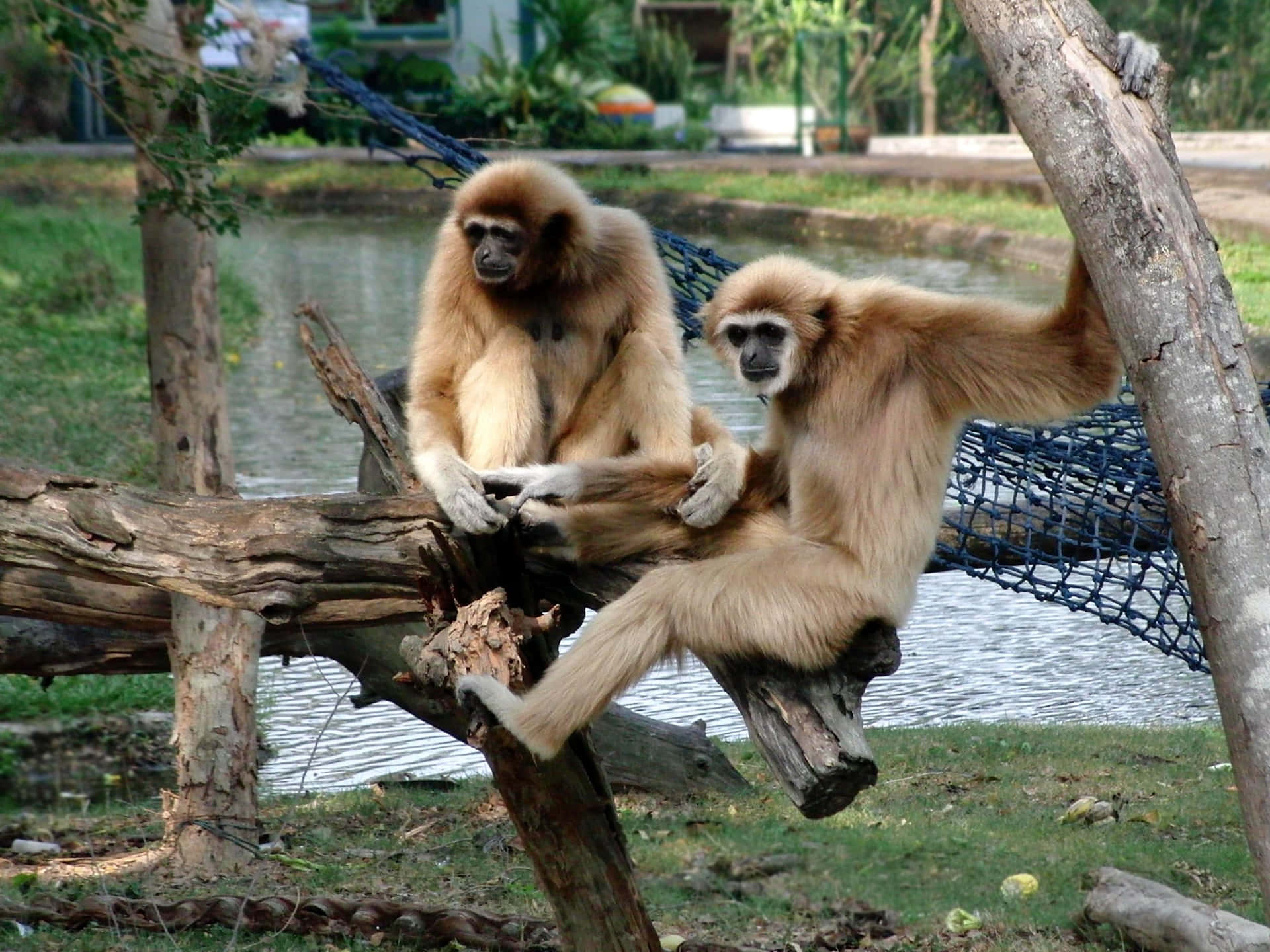 Gibbonvilde Dyr I Zoo-baggrund.