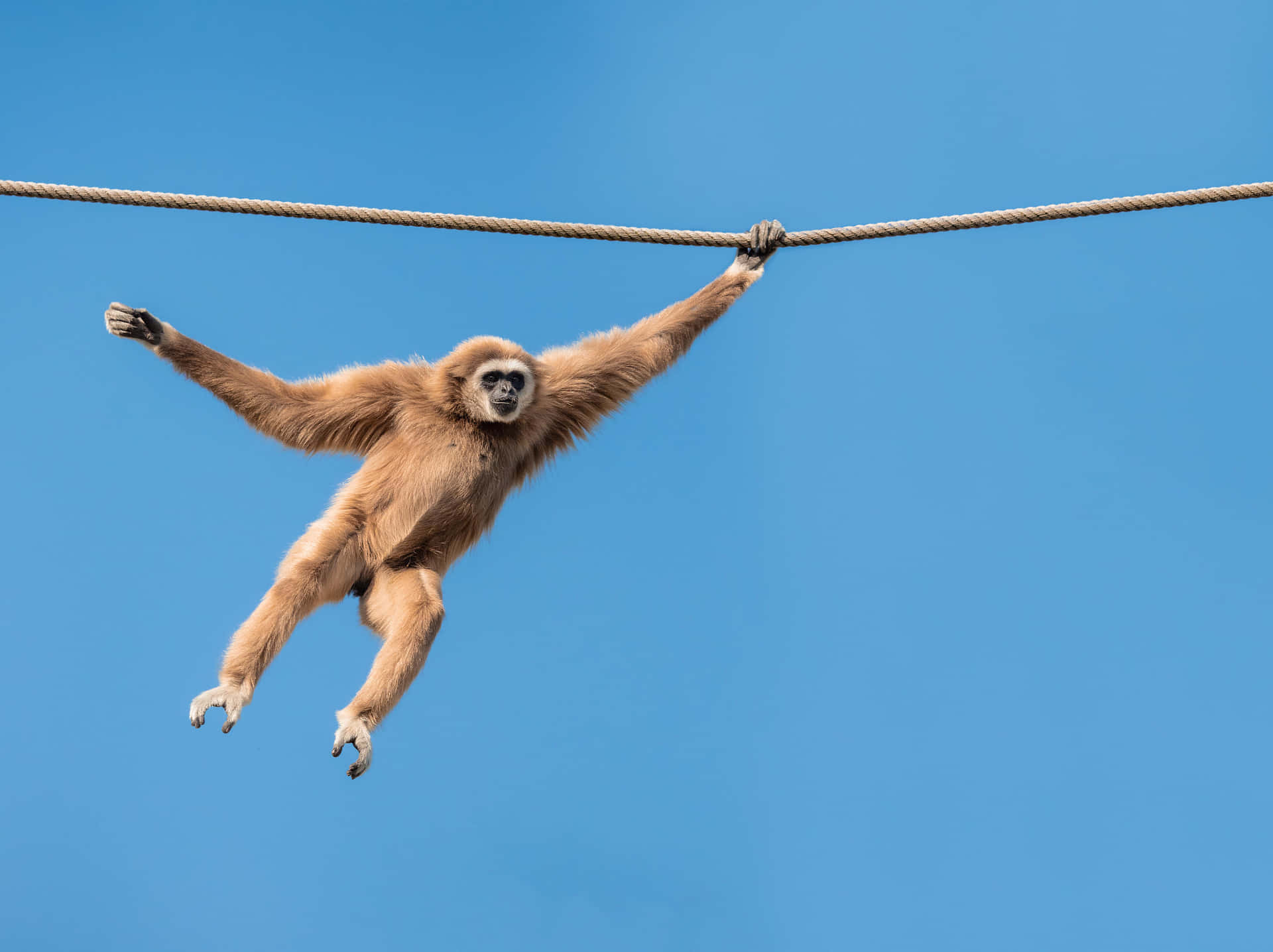 Gibbonhängend Im Hintergrund Mit Einem Seil