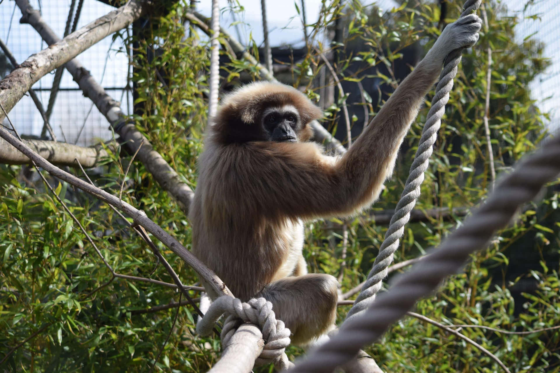 Gibbonan Einem Seil Hintergrund