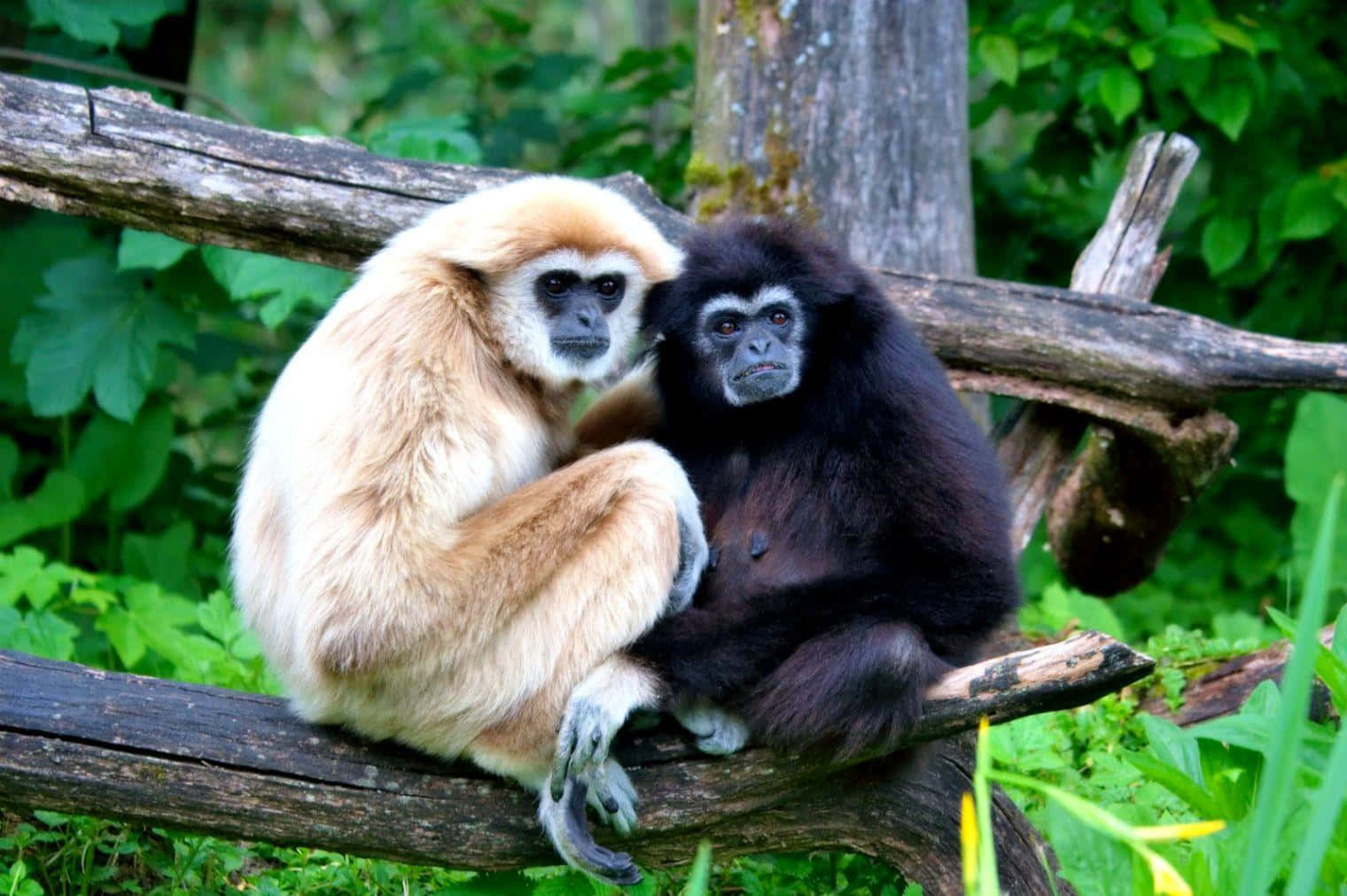 Sfondodelle Scimmie Gibbone Bianche E Nere.
