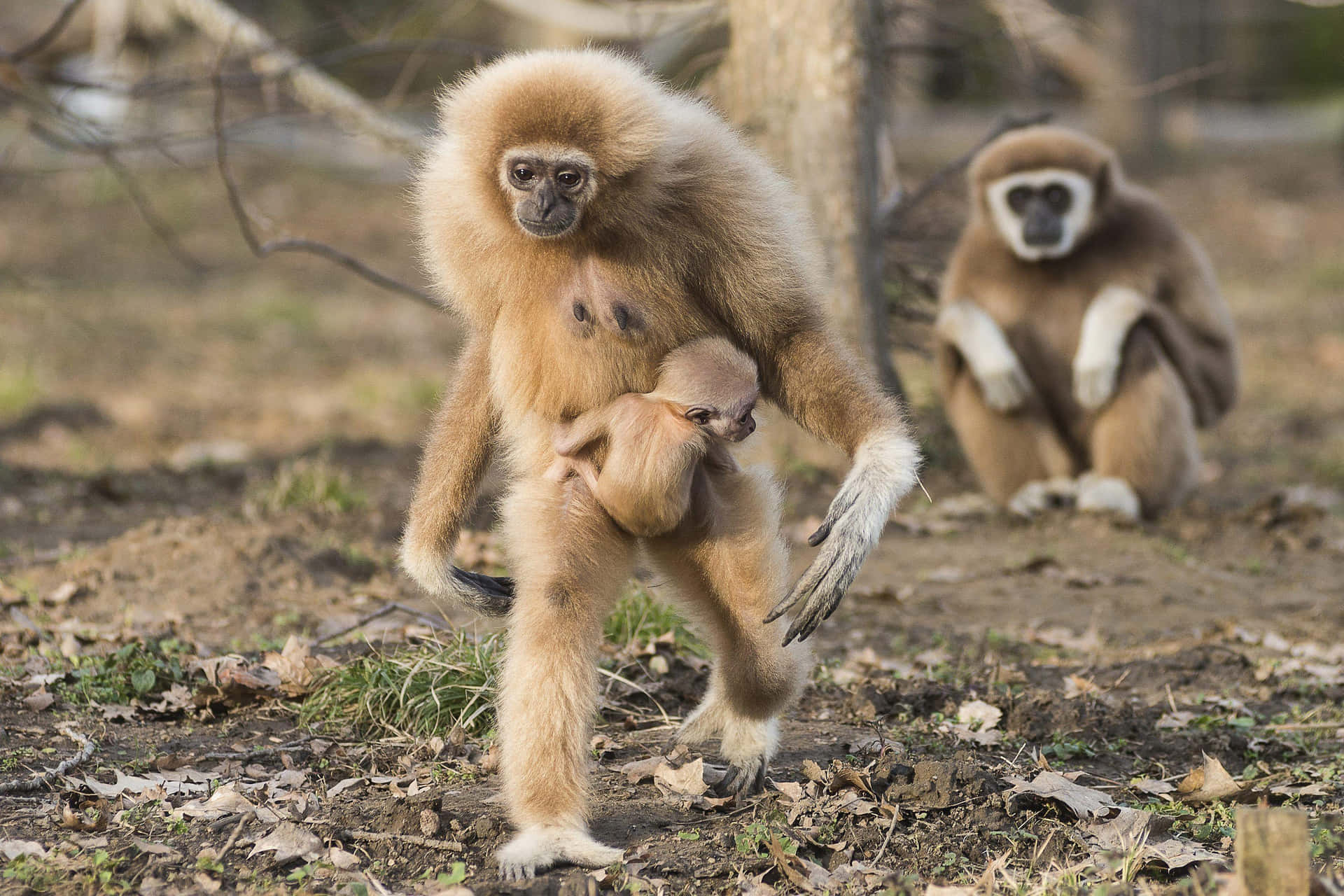 Gulbaggrunds Tapet Med Baby Gibbon Dyr.