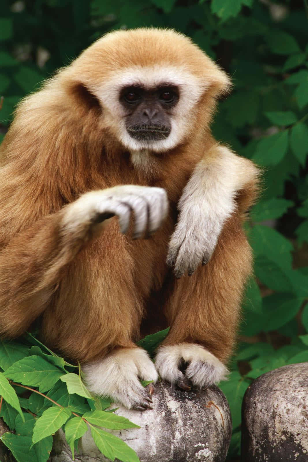 Braunerlar Gibbon Tierhintergrund