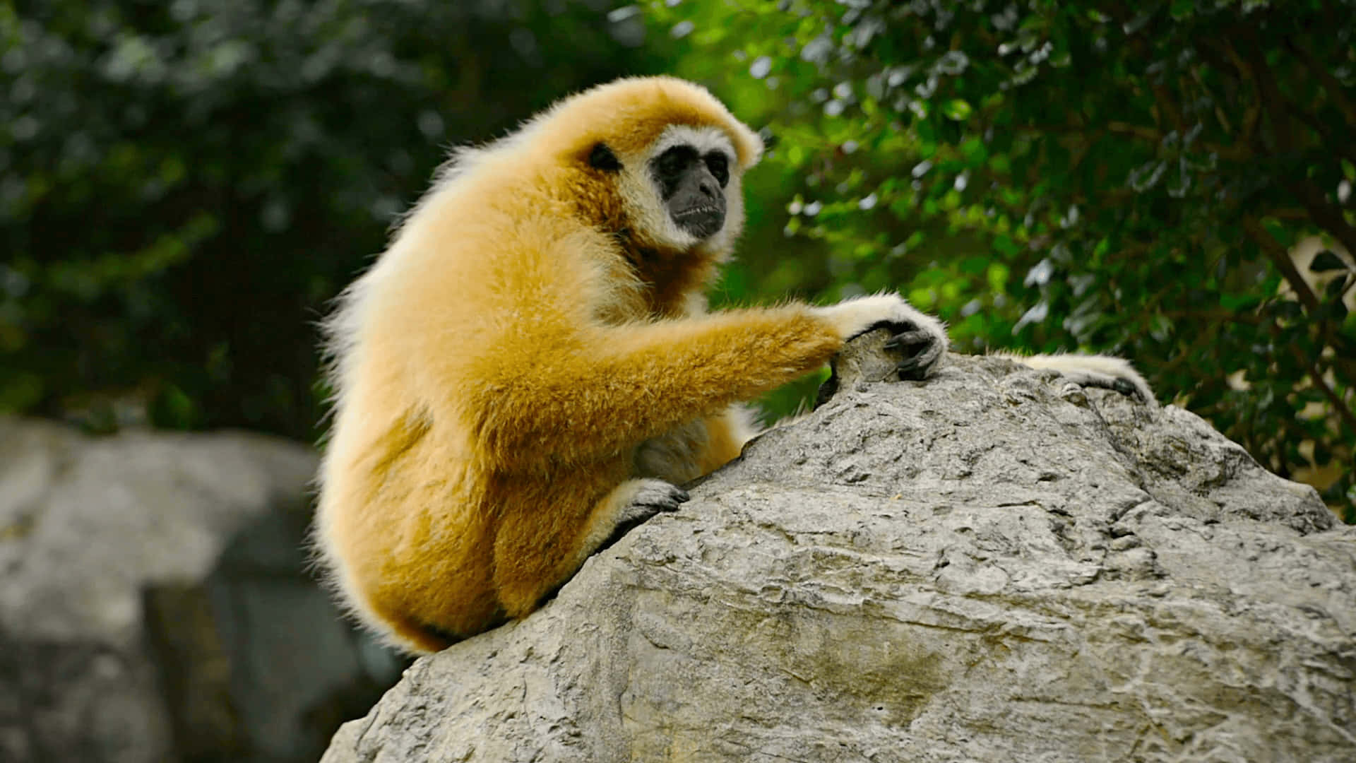 Yellow Gibbon On Rock Background