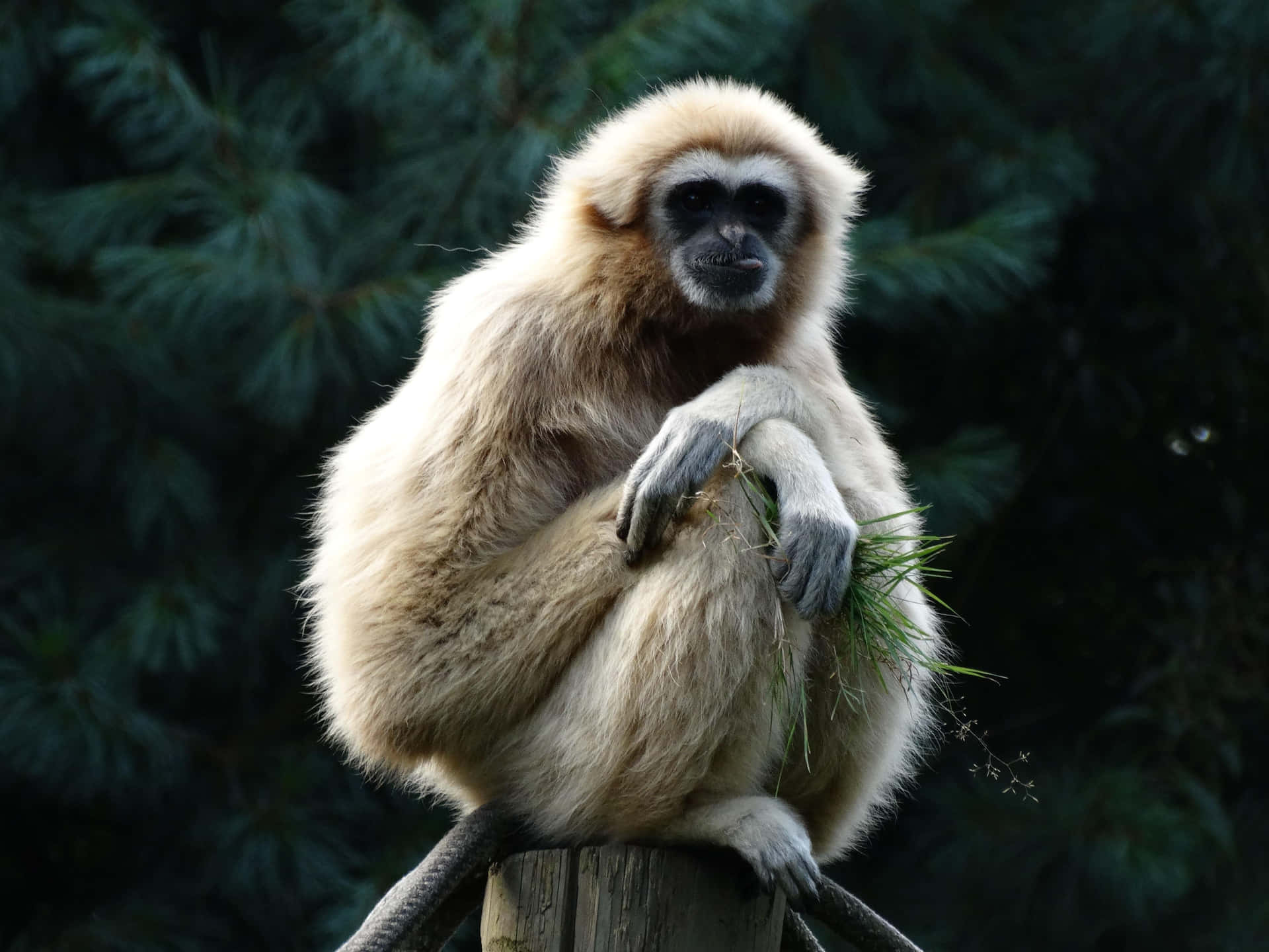 Golden Cheeked Gibbon Animal Background