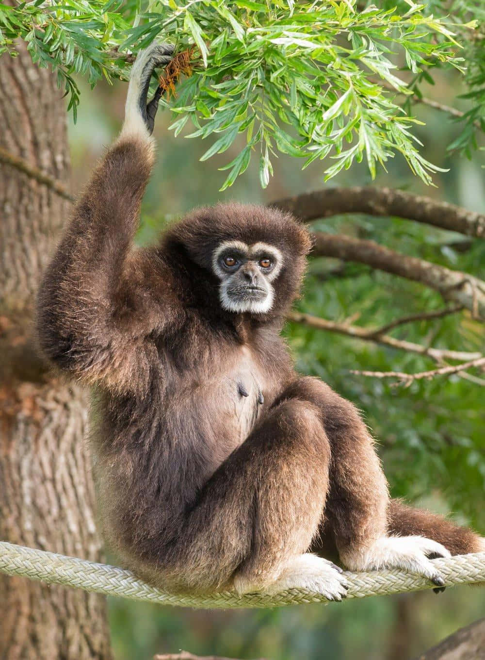Sølvjavansk Gibbon Baggrund