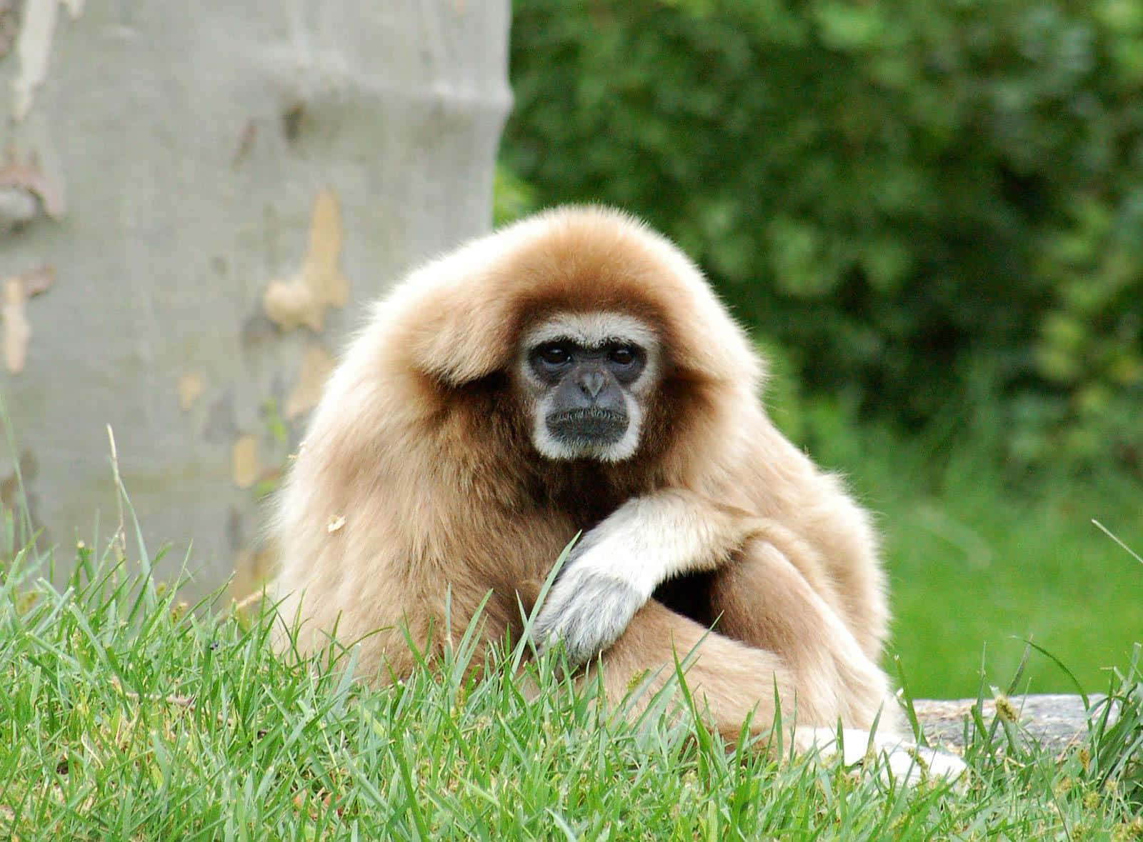 Hylobatesbrun Gibbon Dyrebaggrund.