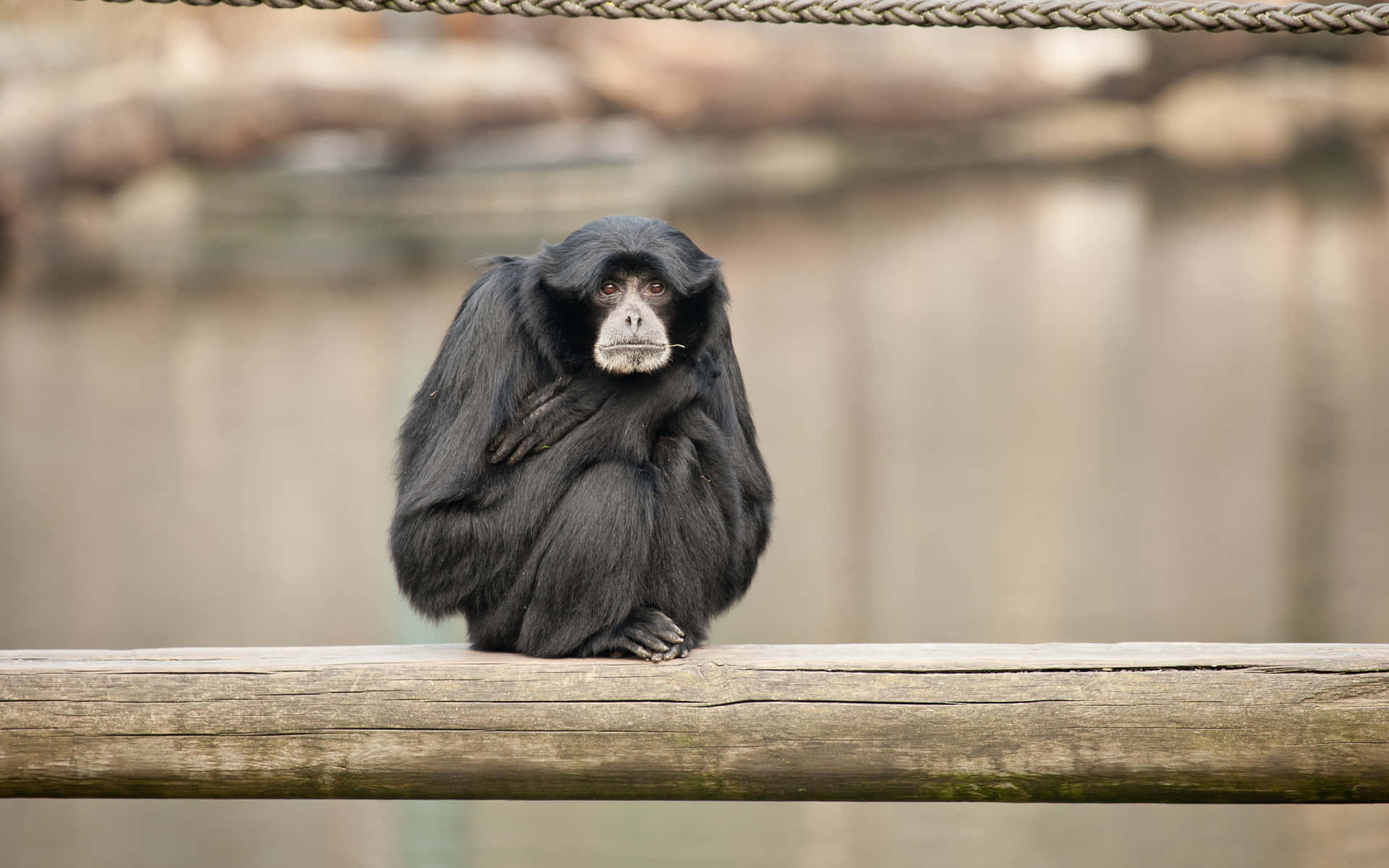 Gibbonblack Siamang Baggrund