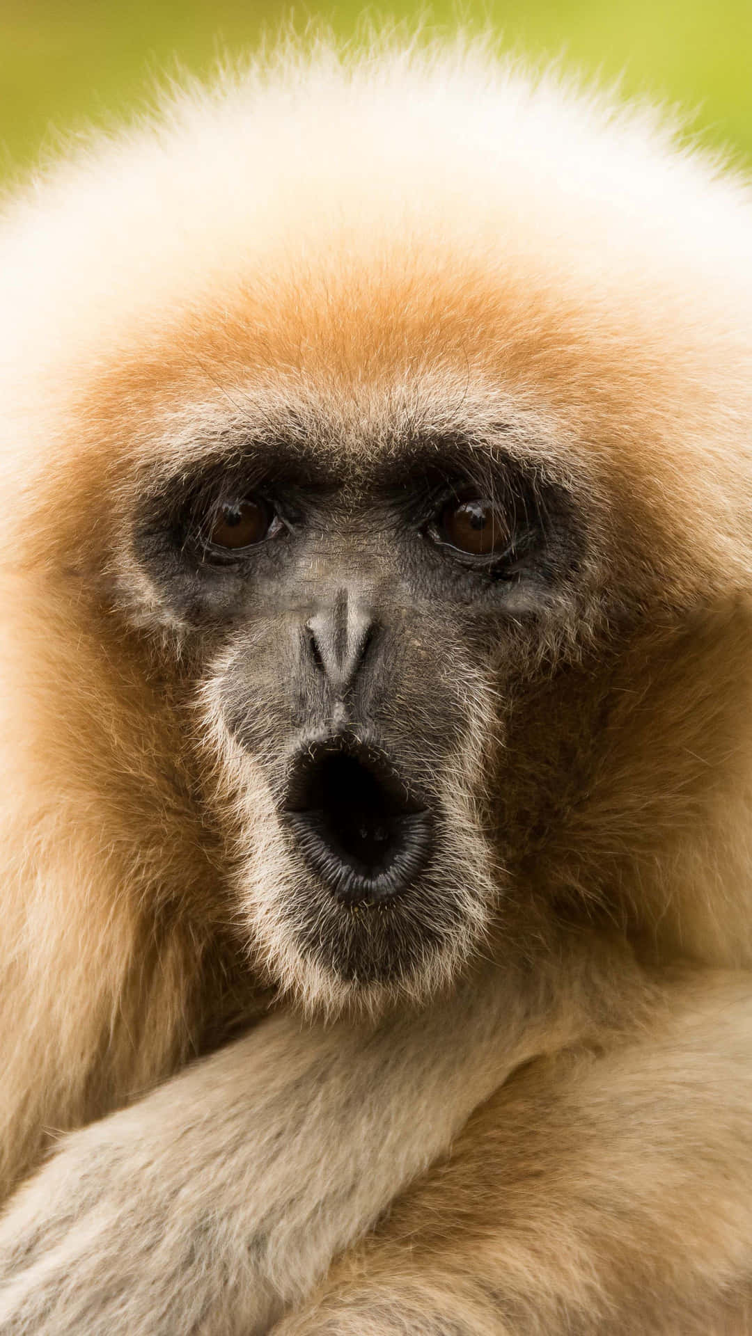 Funny Yellow Gibbon Close Up Background