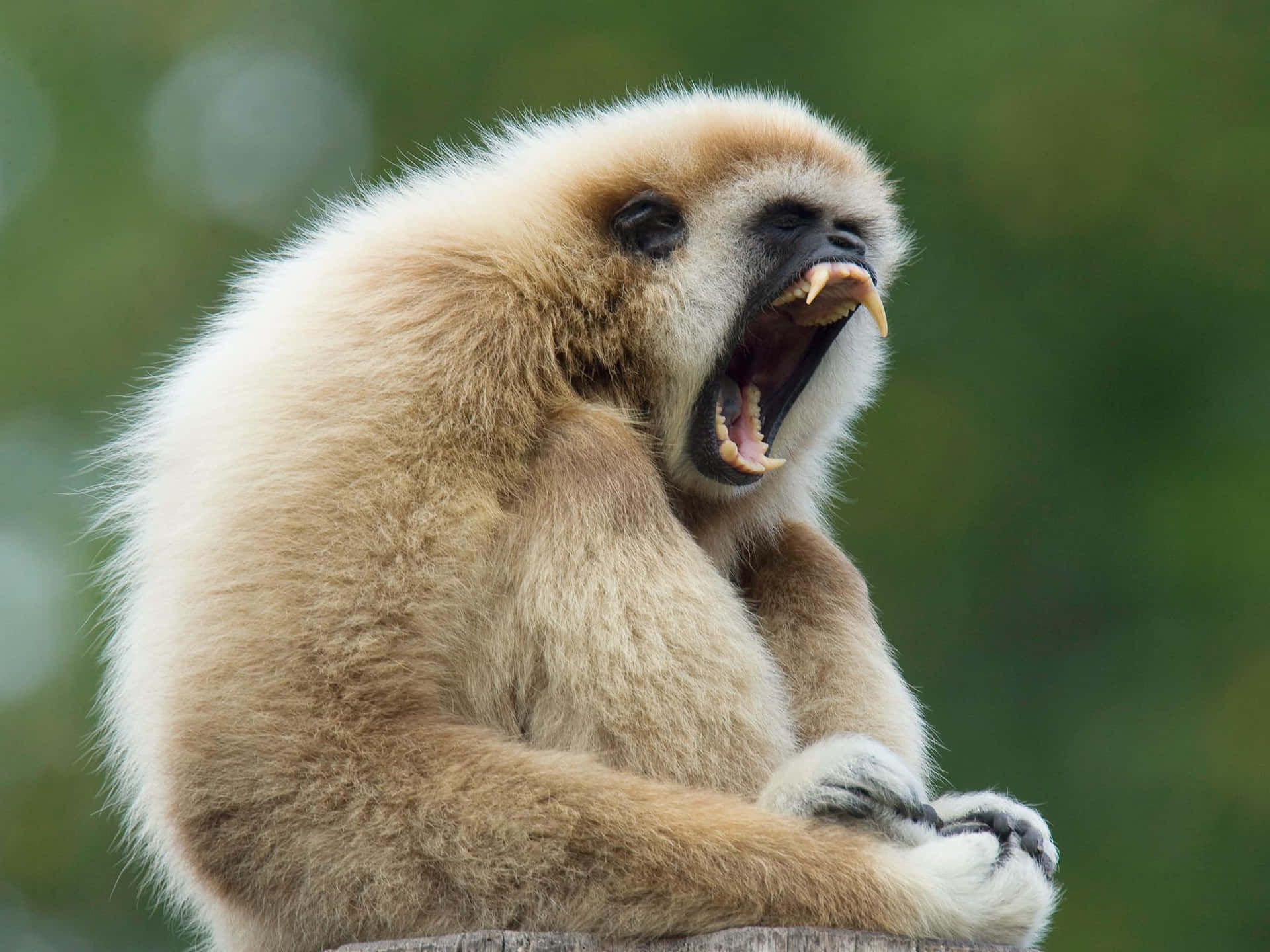 Sleepy White Gibbon Background