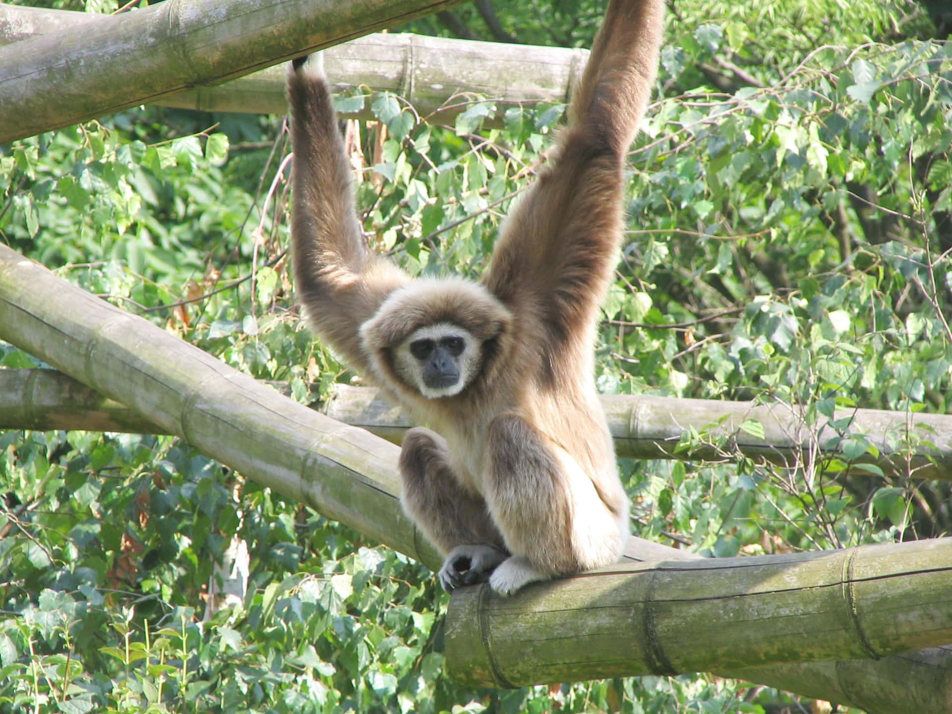 Erwachsenebraune Gibbon Im Waldhintergrund