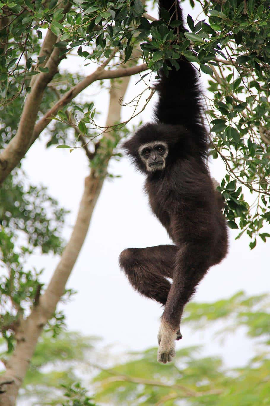 Hainan Black Crested Gibbon Portrait Background