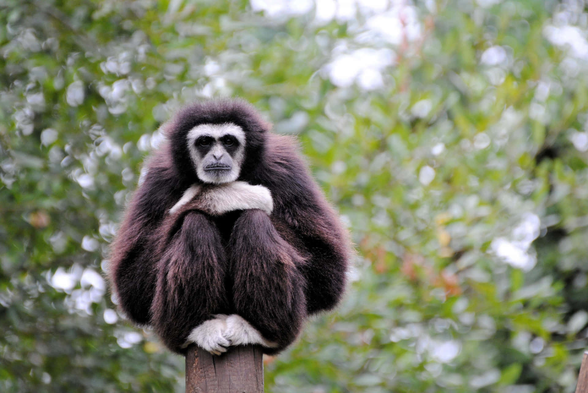 Black Handed Gibbon Background