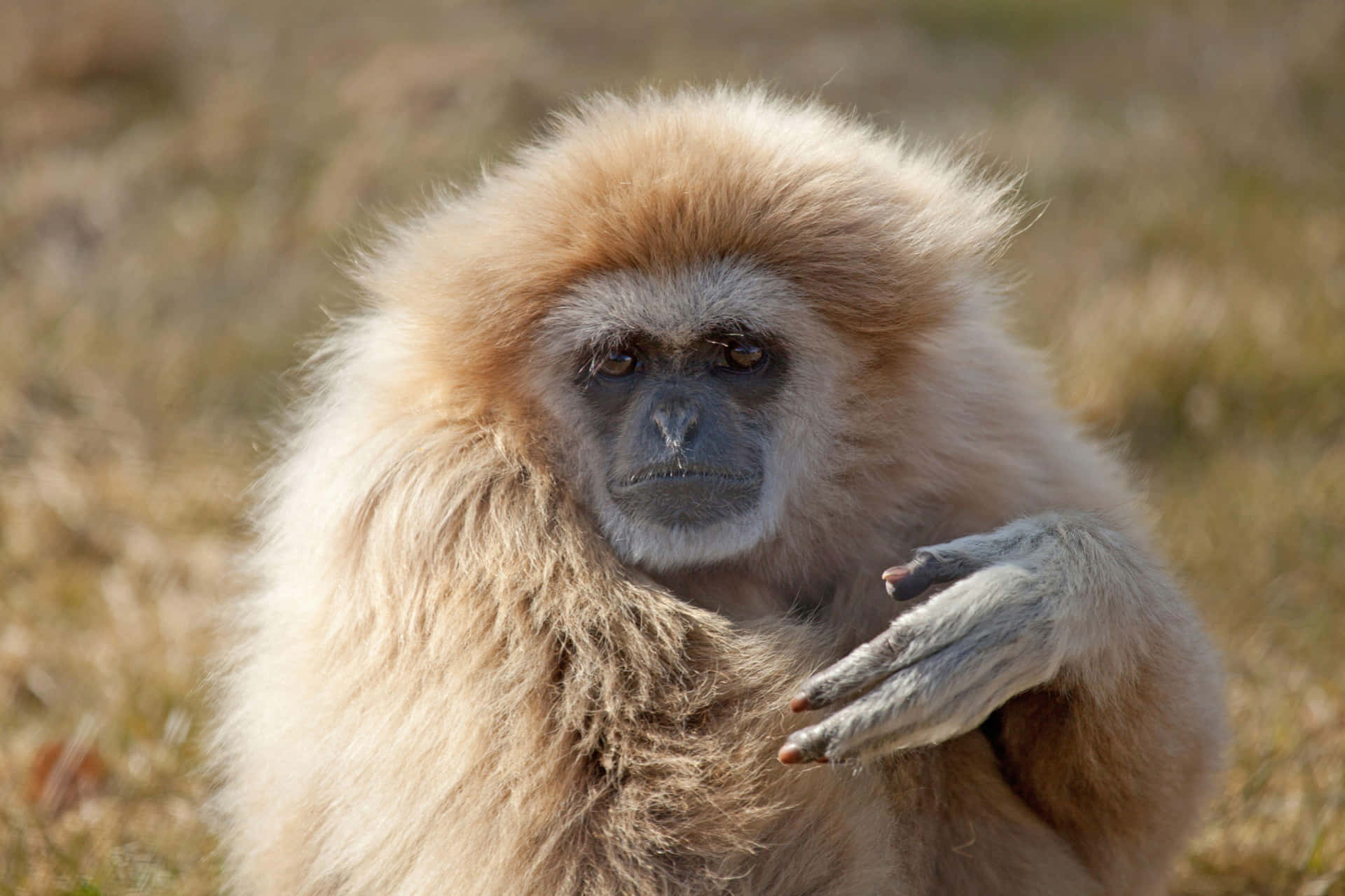 Gibbonapansnärbild Som Skrivbordsbakgrund.