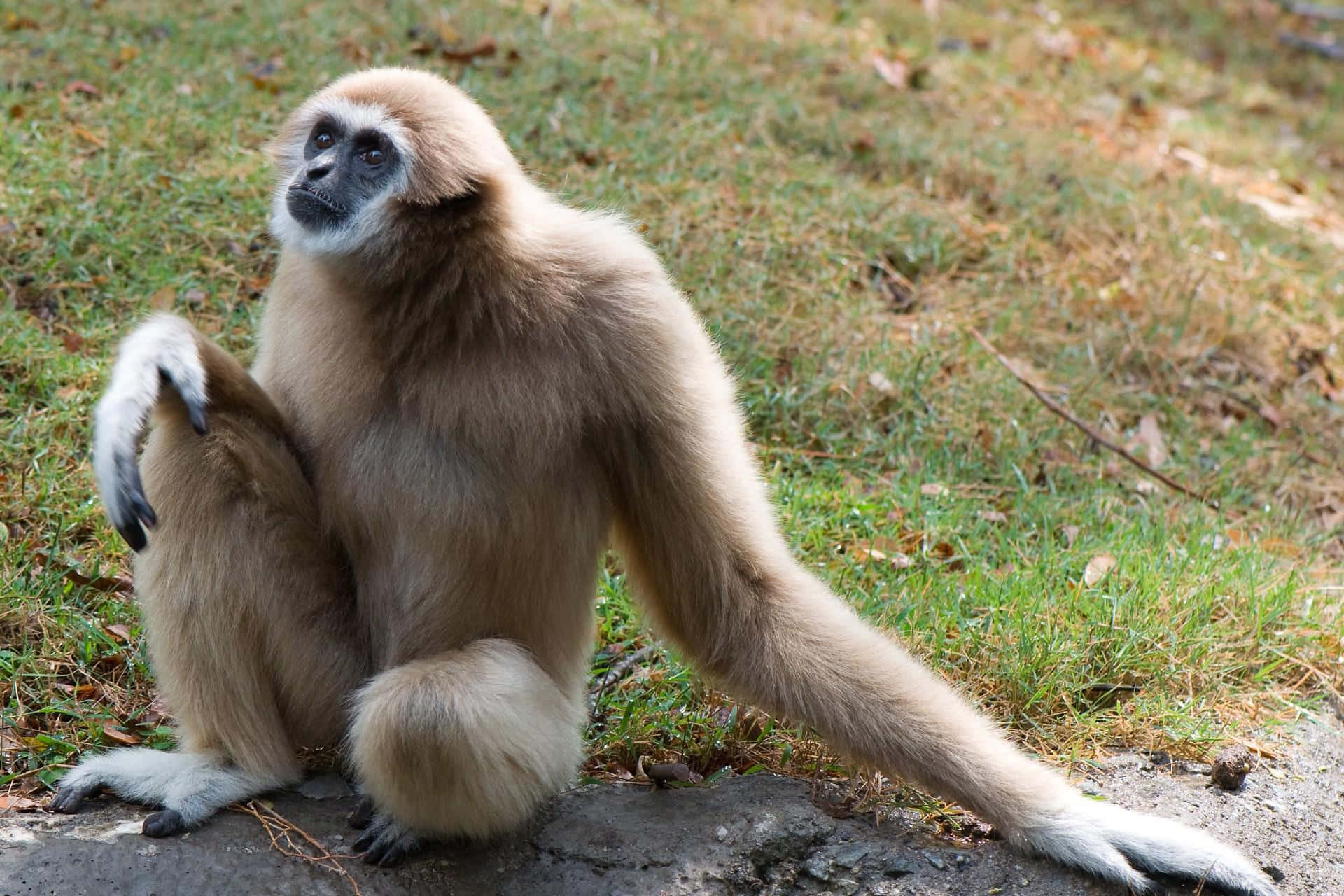 Adult White Cheeked Gibbon Background