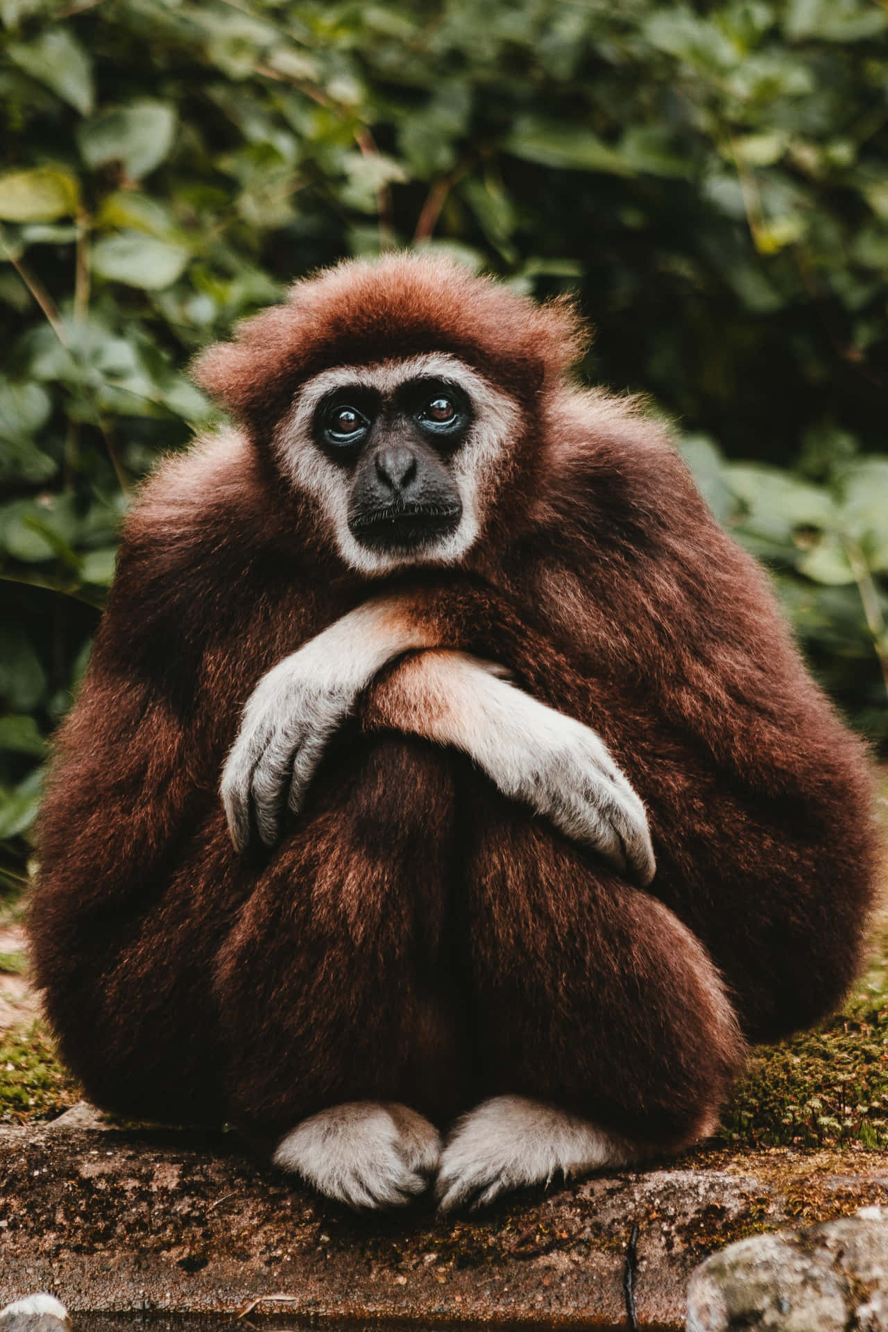 Brown Hoolock Gibbon Background