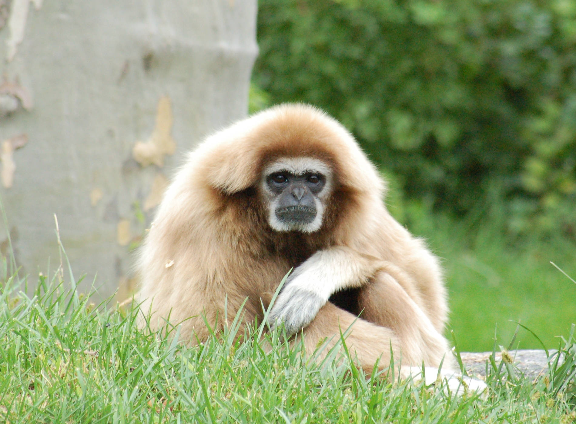 Gibbon During Day Time Wallpaper
