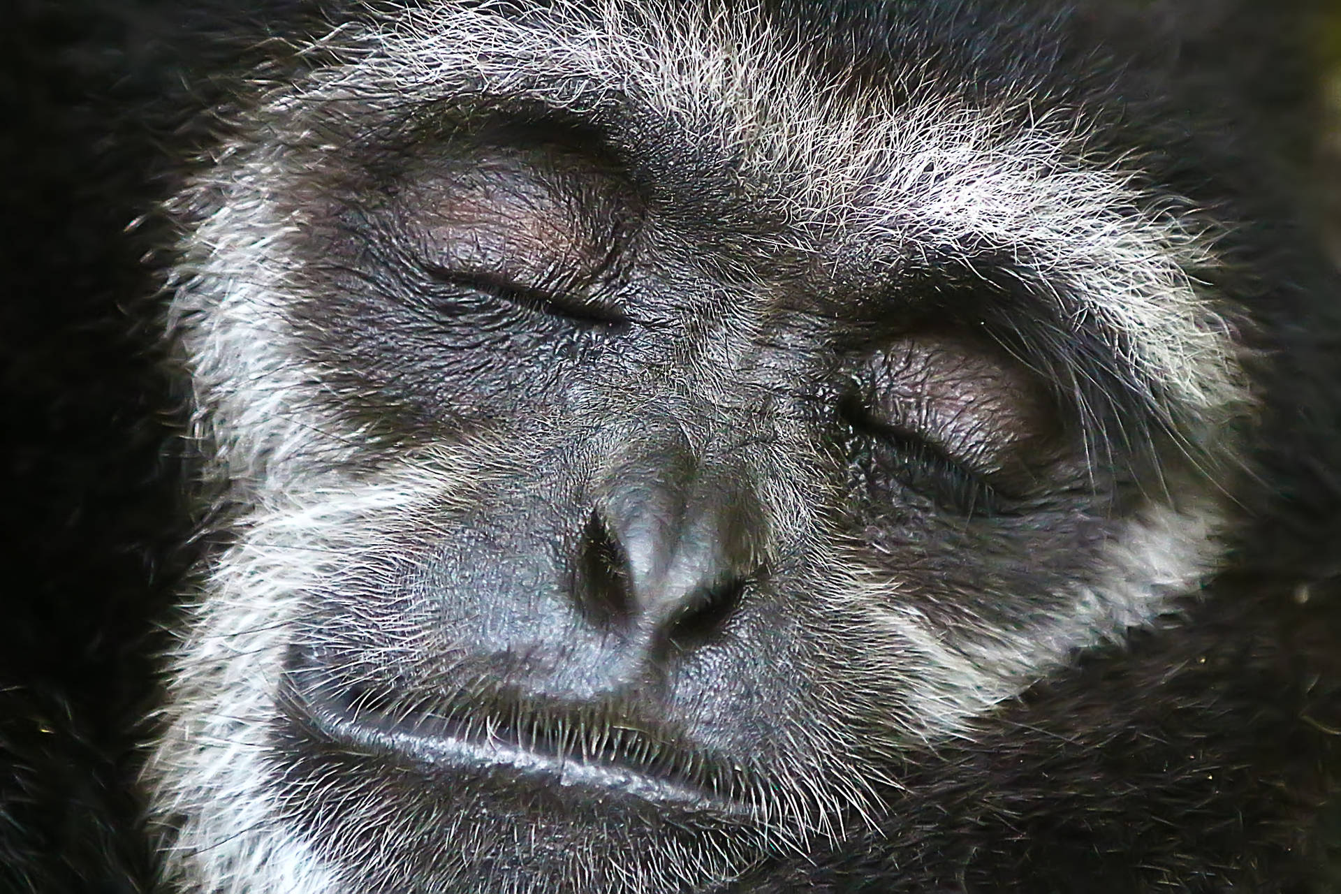 Gibbon Face Closeup Wallpaper