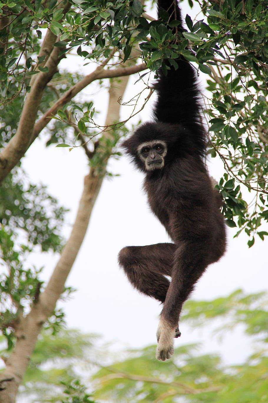 Gibbon Hanging On Tree Wallpaper