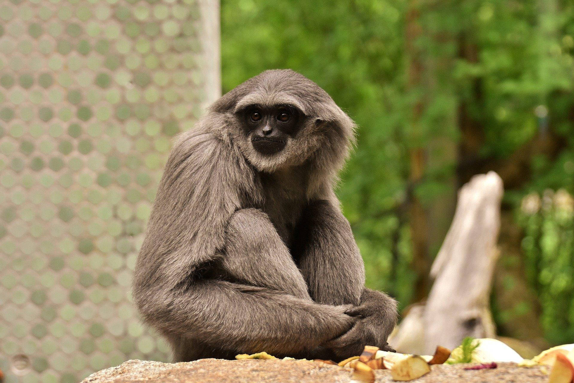Gibbon Holding Legs Wallpaper