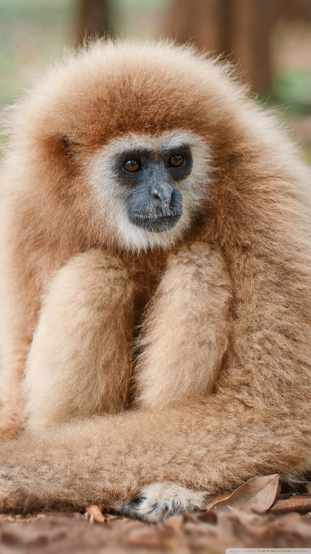 Gibbon Hugging Legs Wallpaper