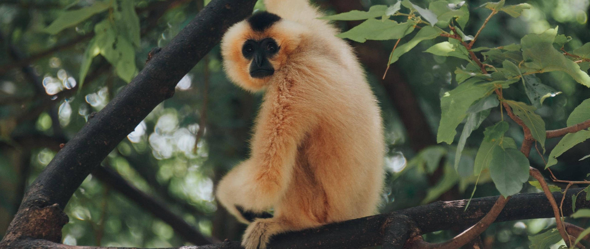 Gibbon Looking At Camera Wallpaper