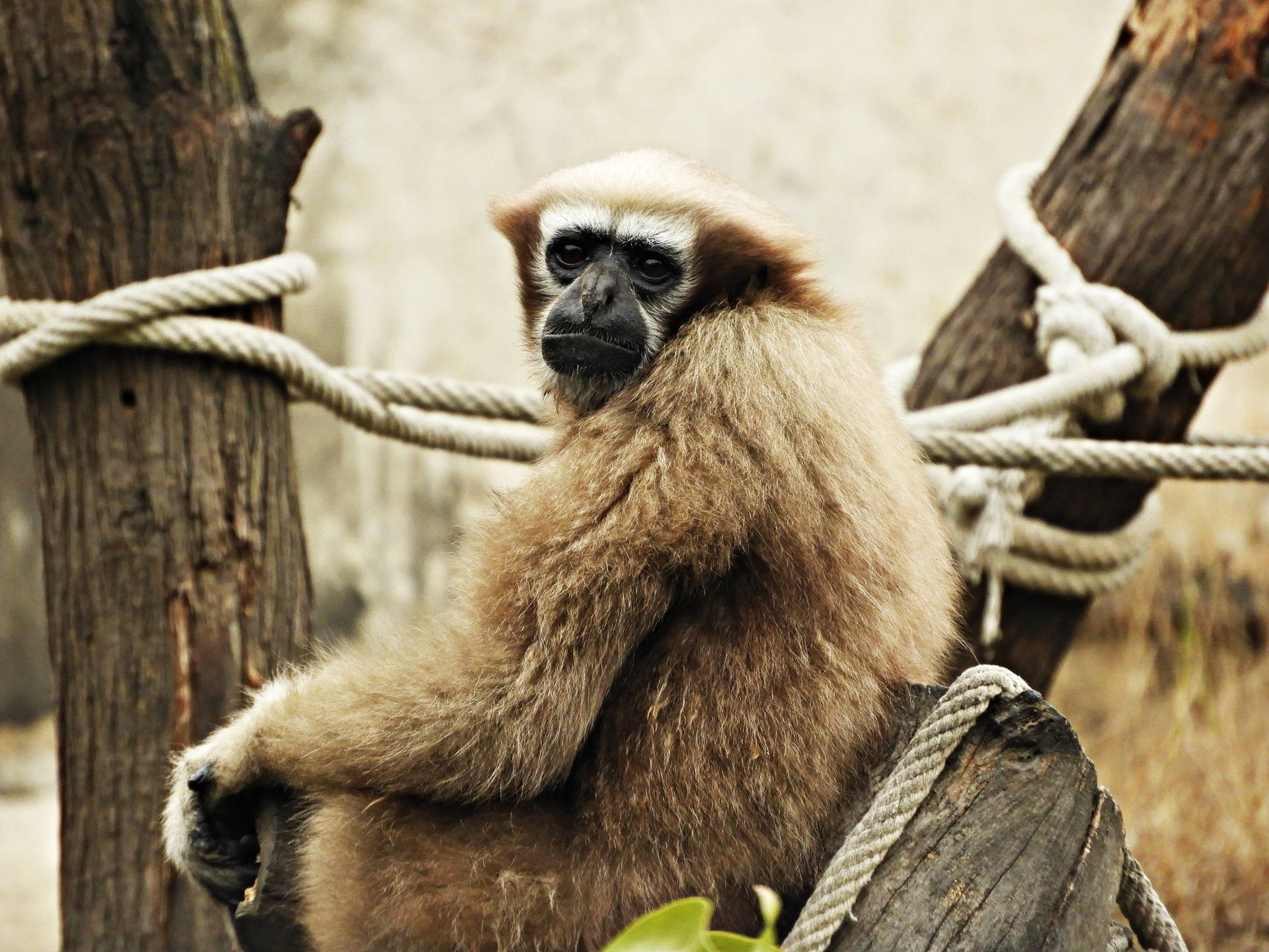 Gibbon Looking Back Wallpaper