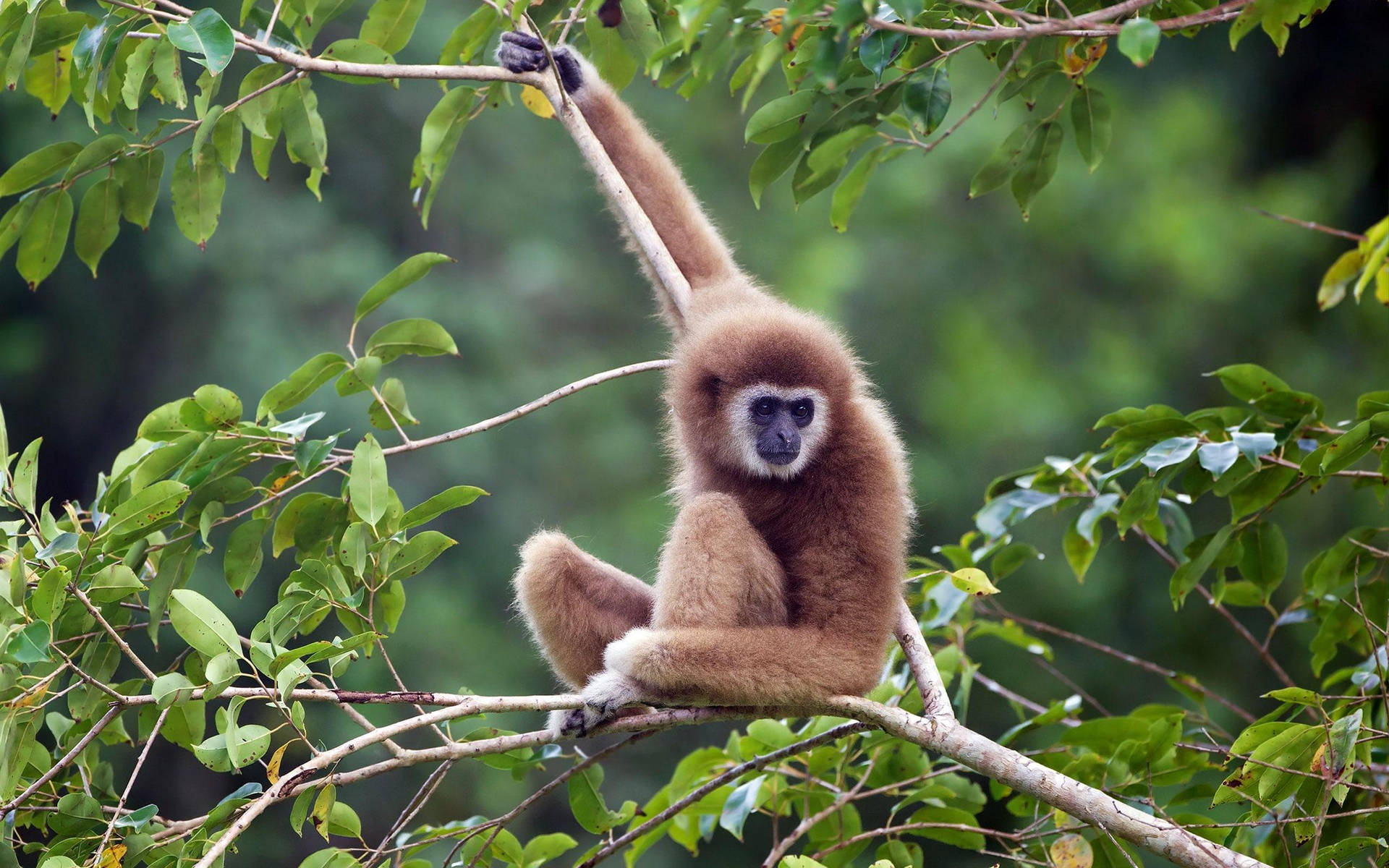 Gibbon On Thin Branch Wallpaper