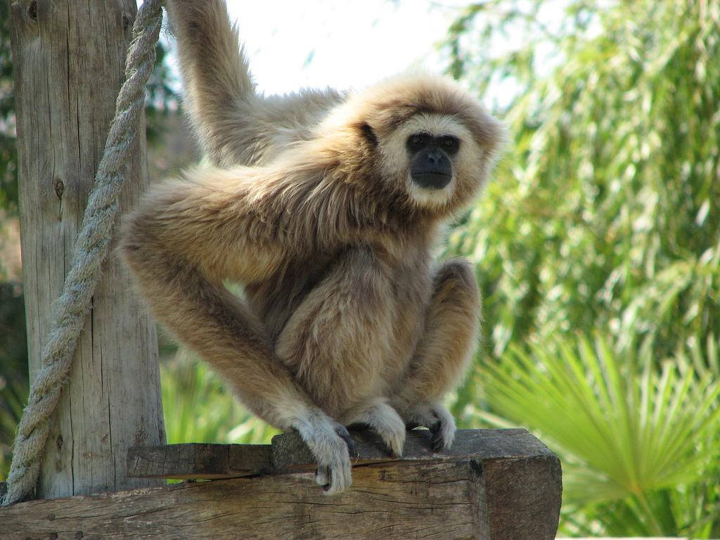 Gibbon On Tree Trunk Wallpaper