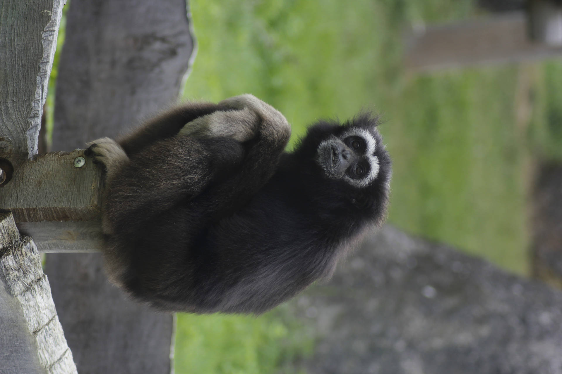 100 Free Gibbon  Monkey Images  Pixabay