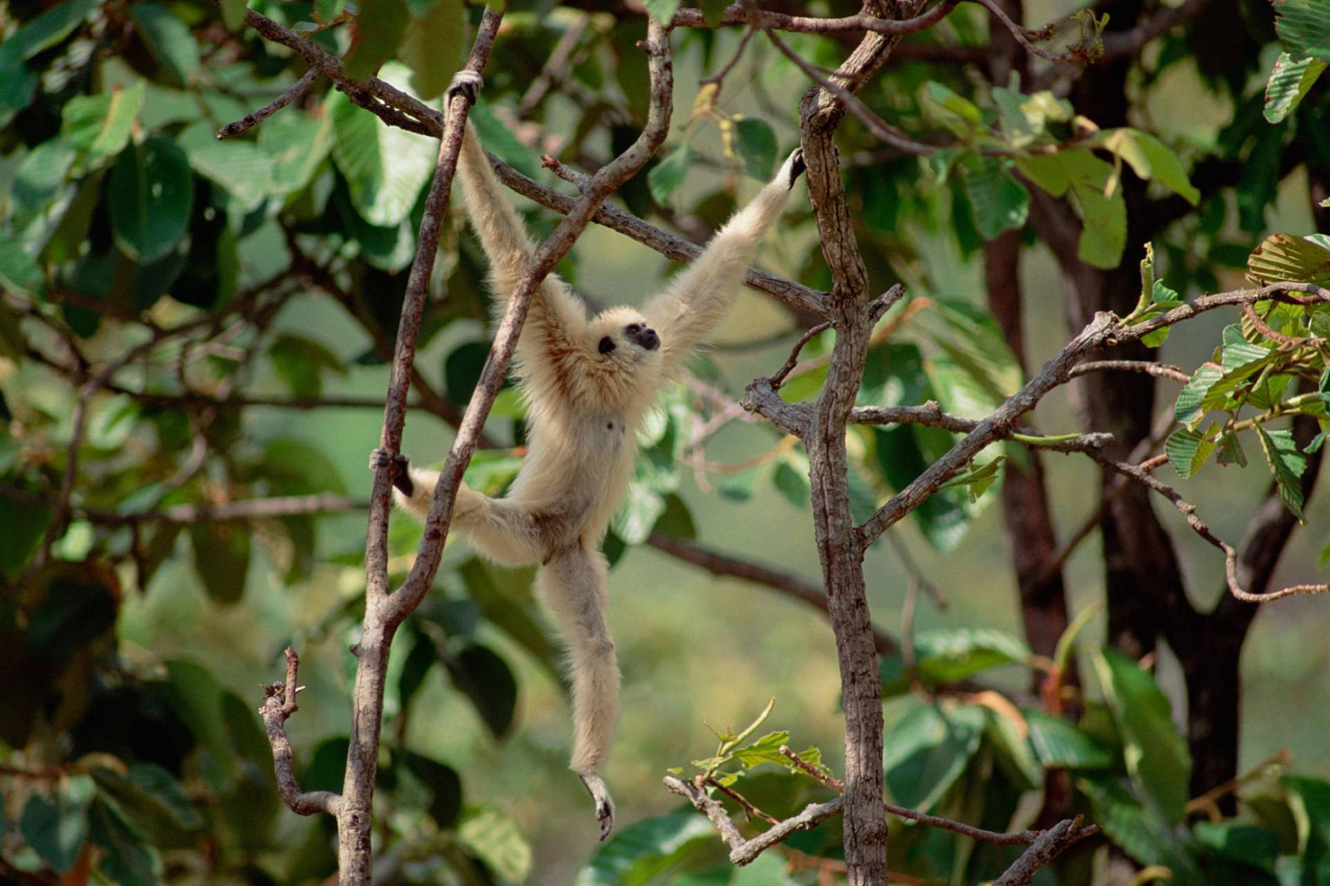 Gibbon Swinging On Branches Wallpaper