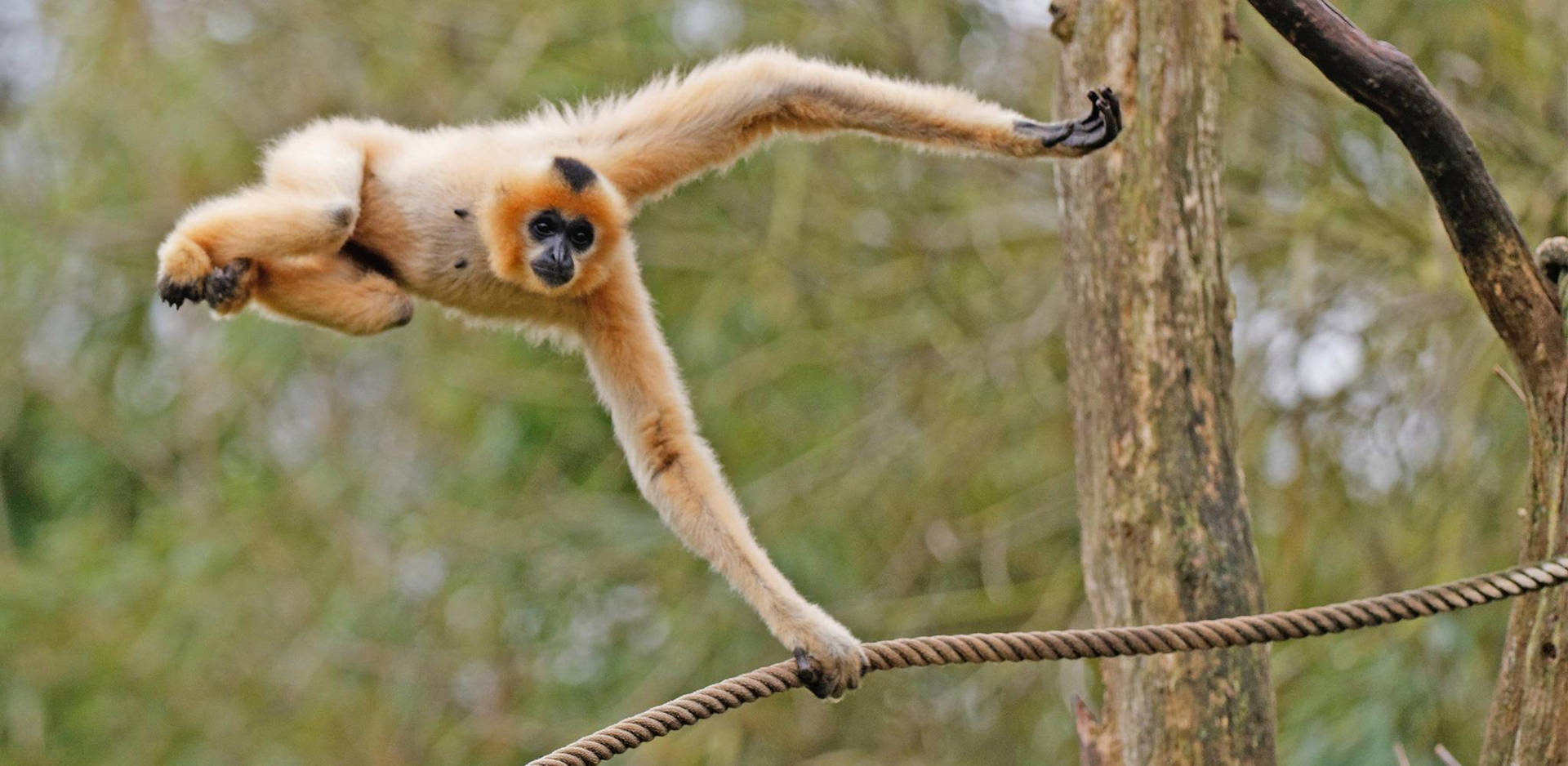 Gibbon Swinging On Rope Wallpaper