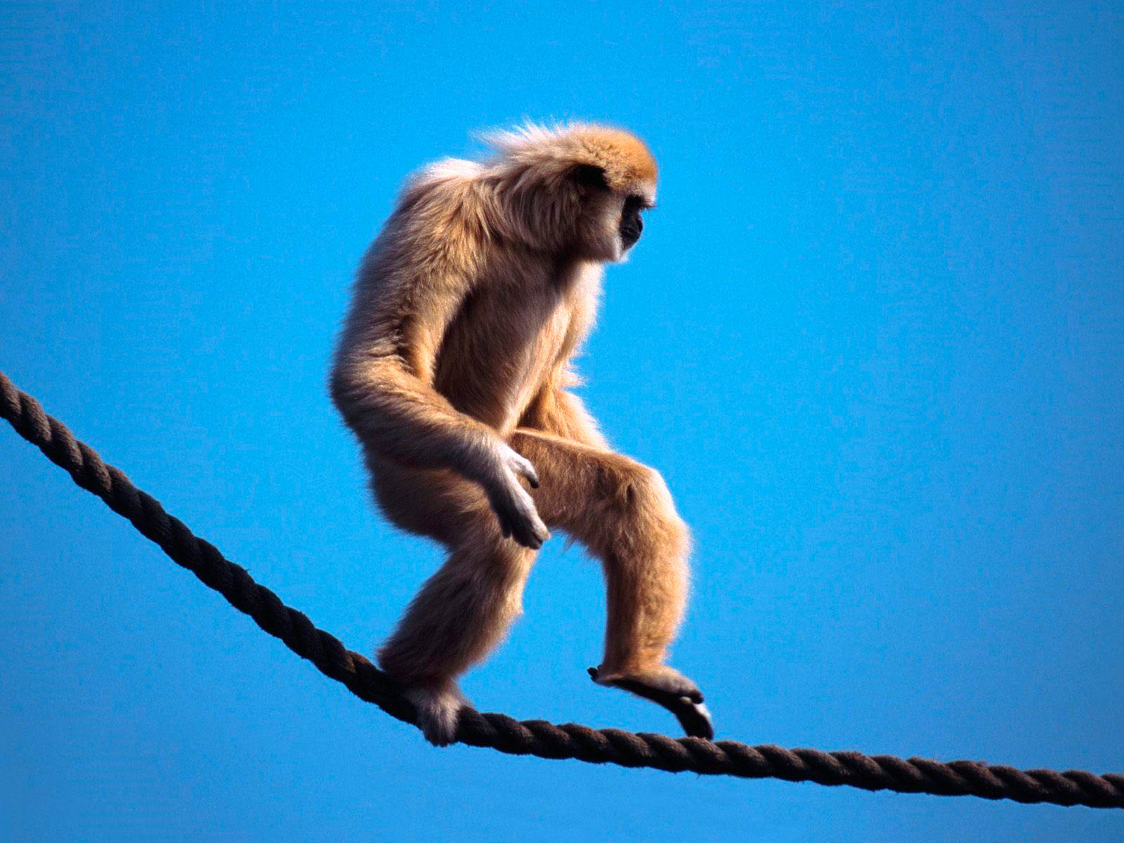Gibbon Walking On Rope Wallpaper