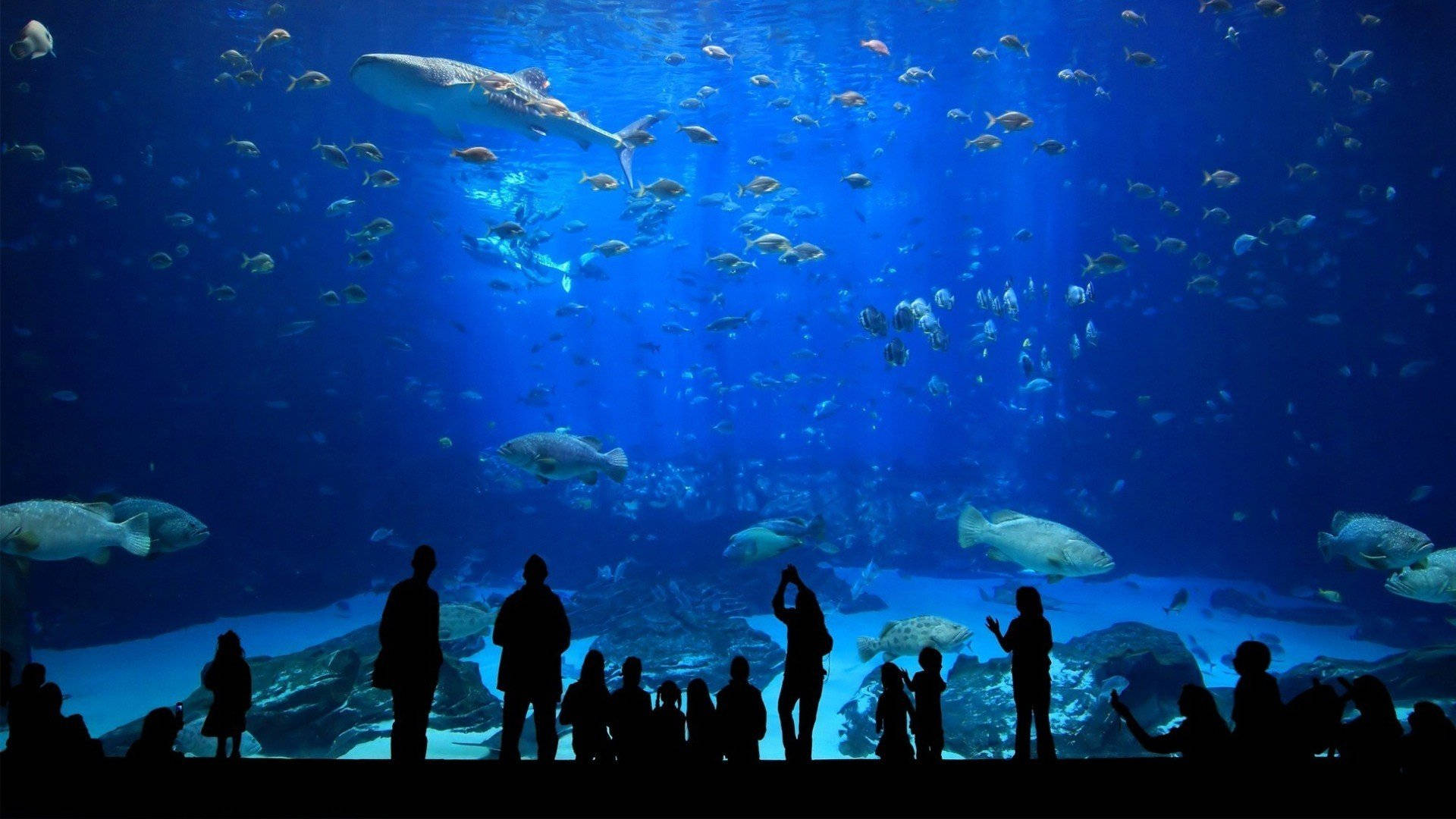 Gigantic Museum Aquarium Wallpaper