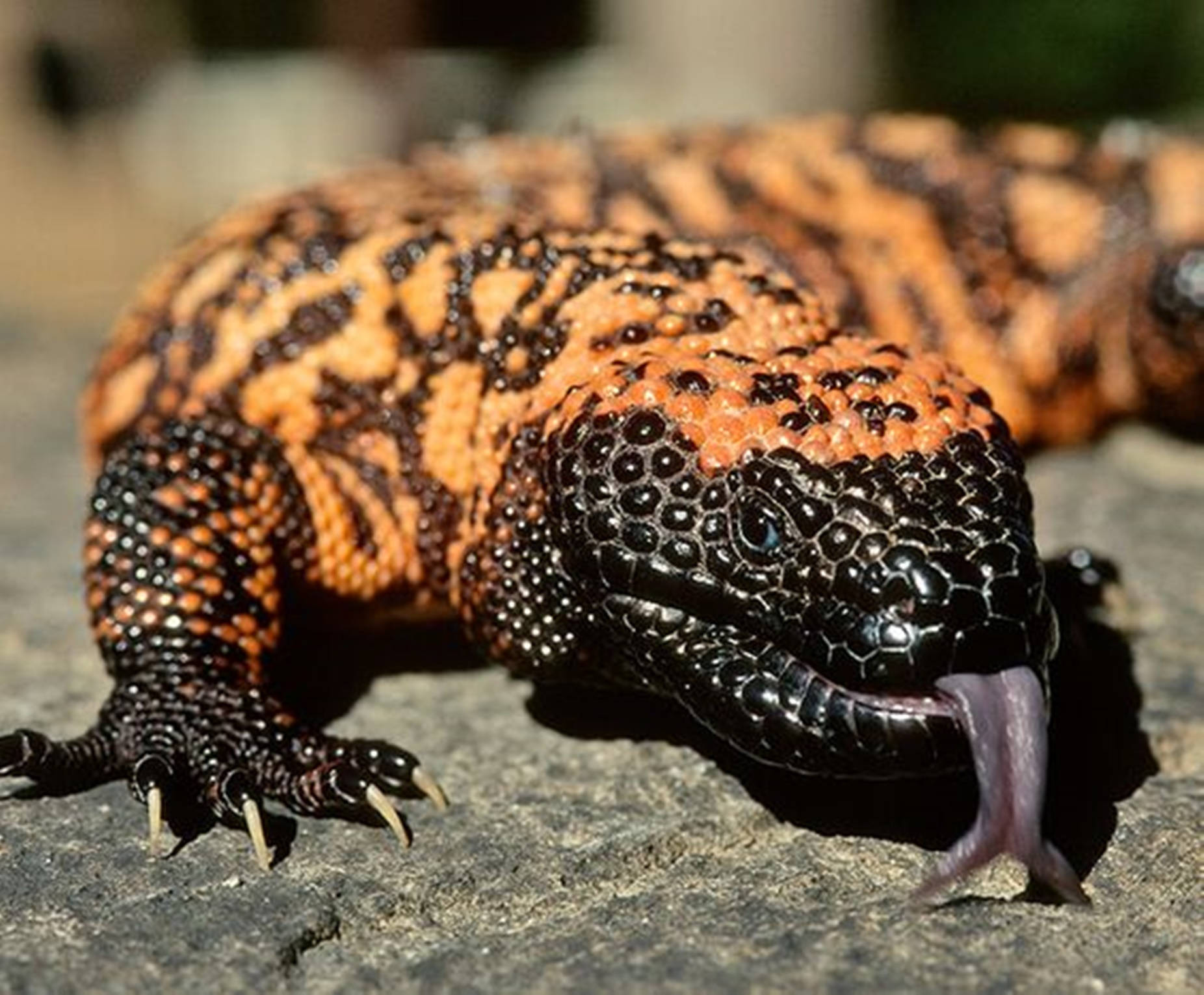 Gila Monster Black And Yellow On Rock With Tongue Wallpaper
