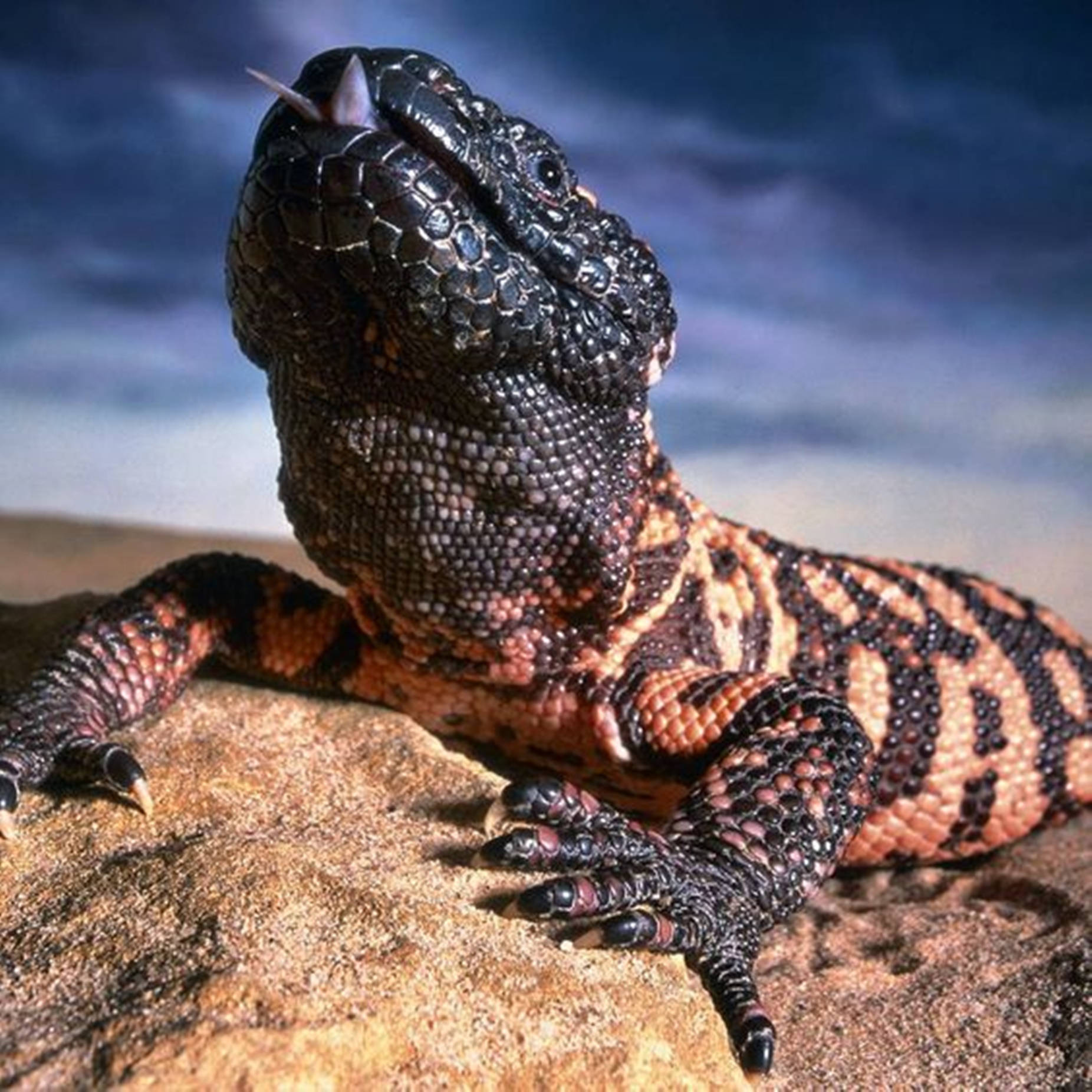 Close up shot of a vibrant Gila Monster with its tongue out Wallpaper