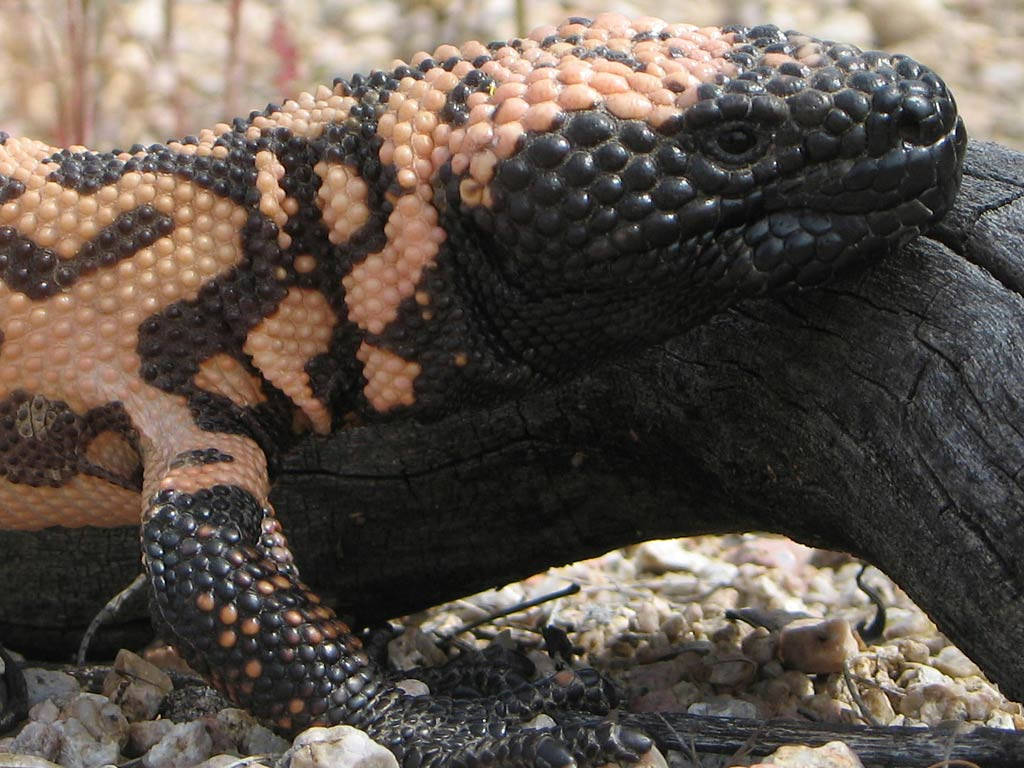 "Close-up shot of a Gila Monster resting on a root" Wallpaper