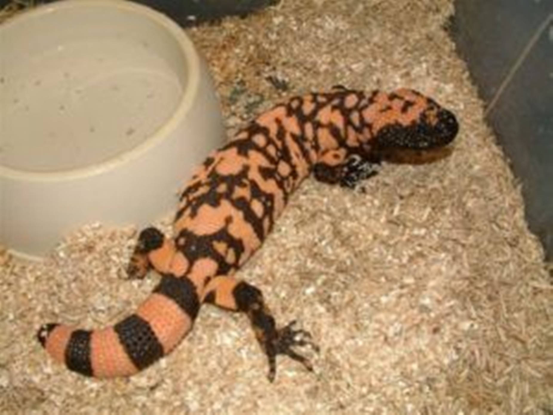 Gila Monster In Glass Cage With White Bowl Wallpaper