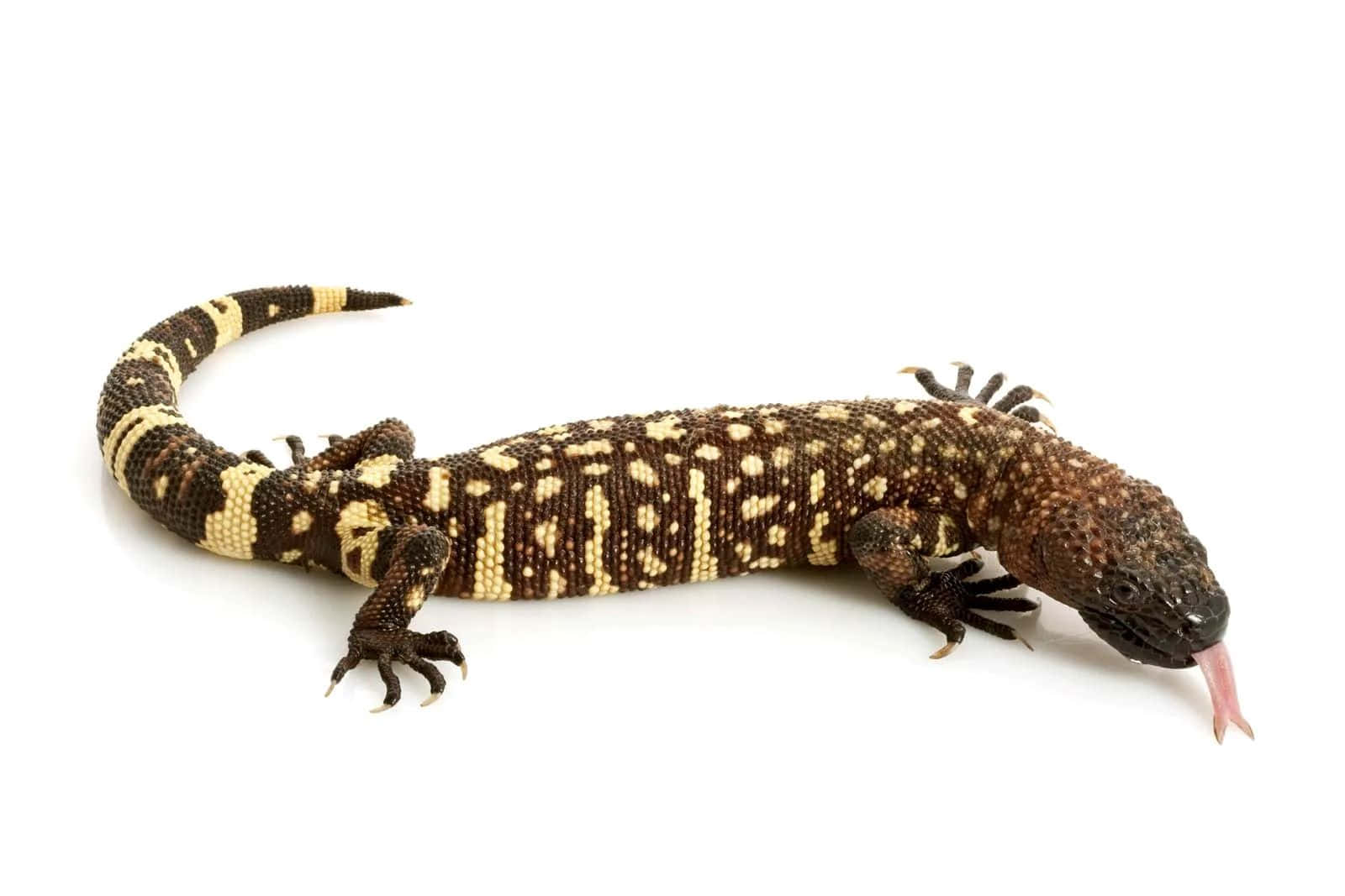 Gila Monster Lisko Valkoisella Taustalla Taustakuva