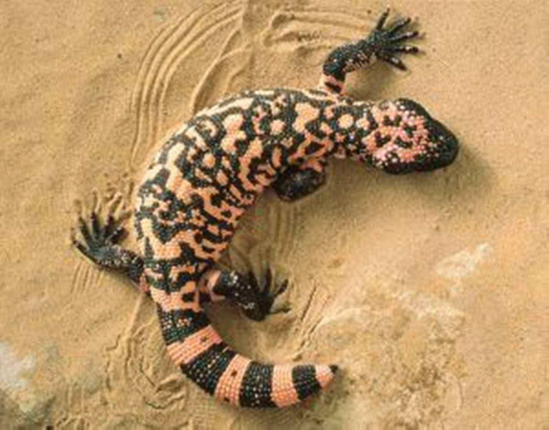 Gila Monster On Desert Sand Wallpaper