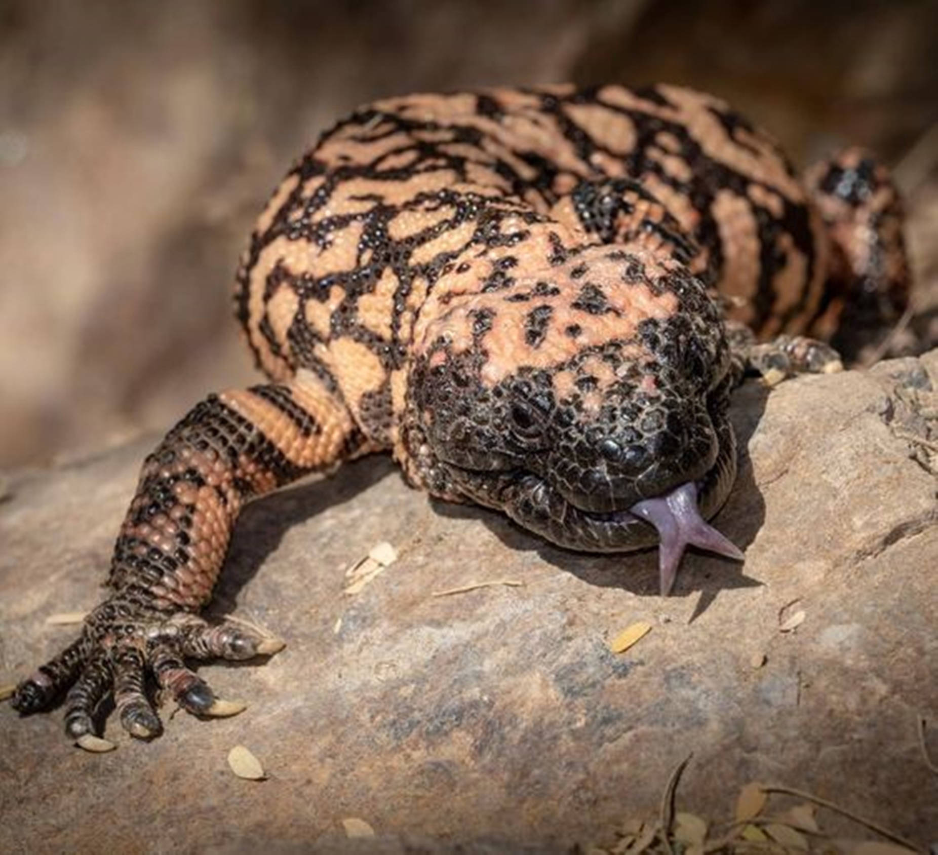 Eye-capturing Gila Monster Lizard lounging on a Dusty Rock Wallpaper