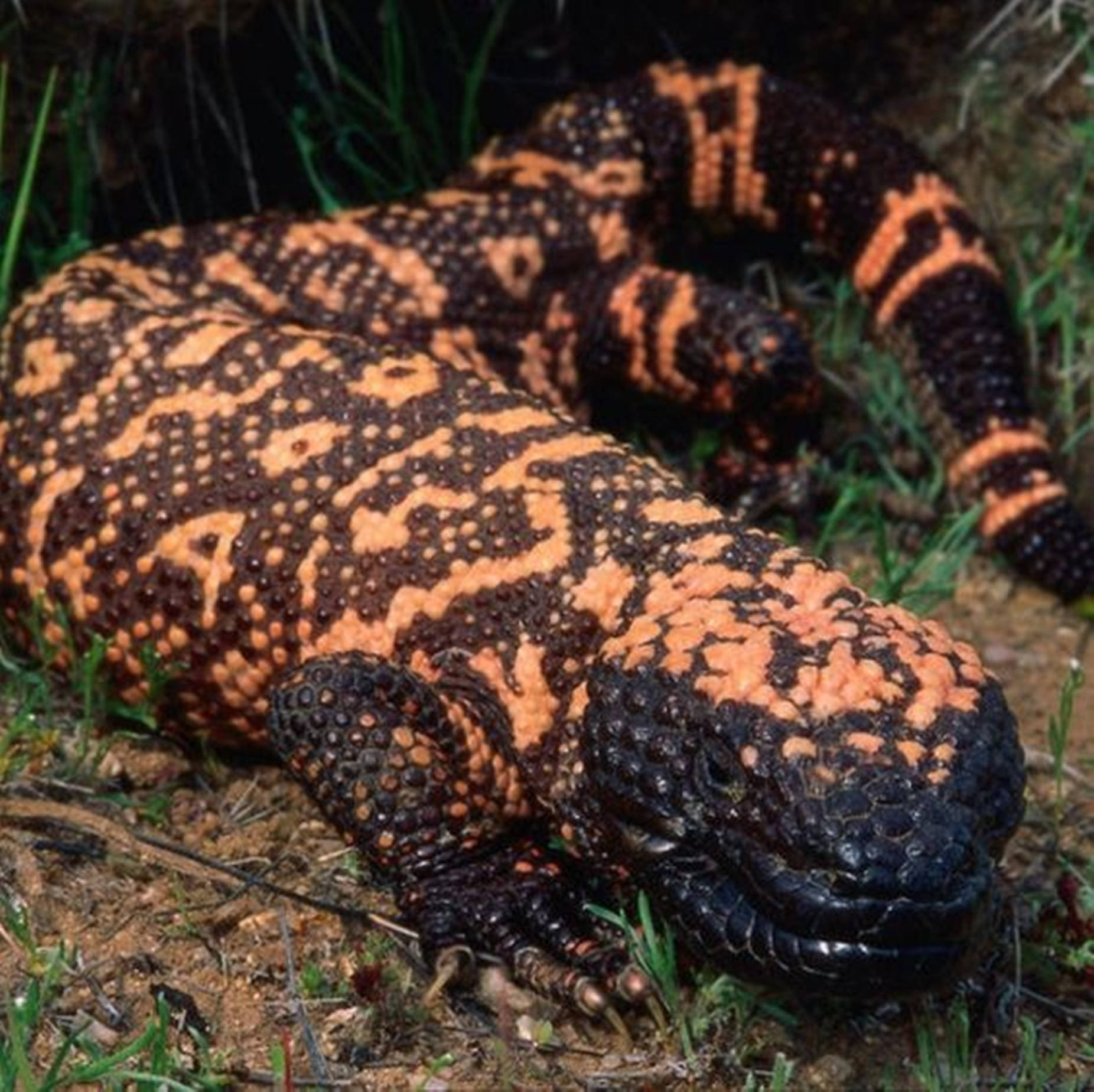 Gila Monster On Ground With Grass Wallpaper