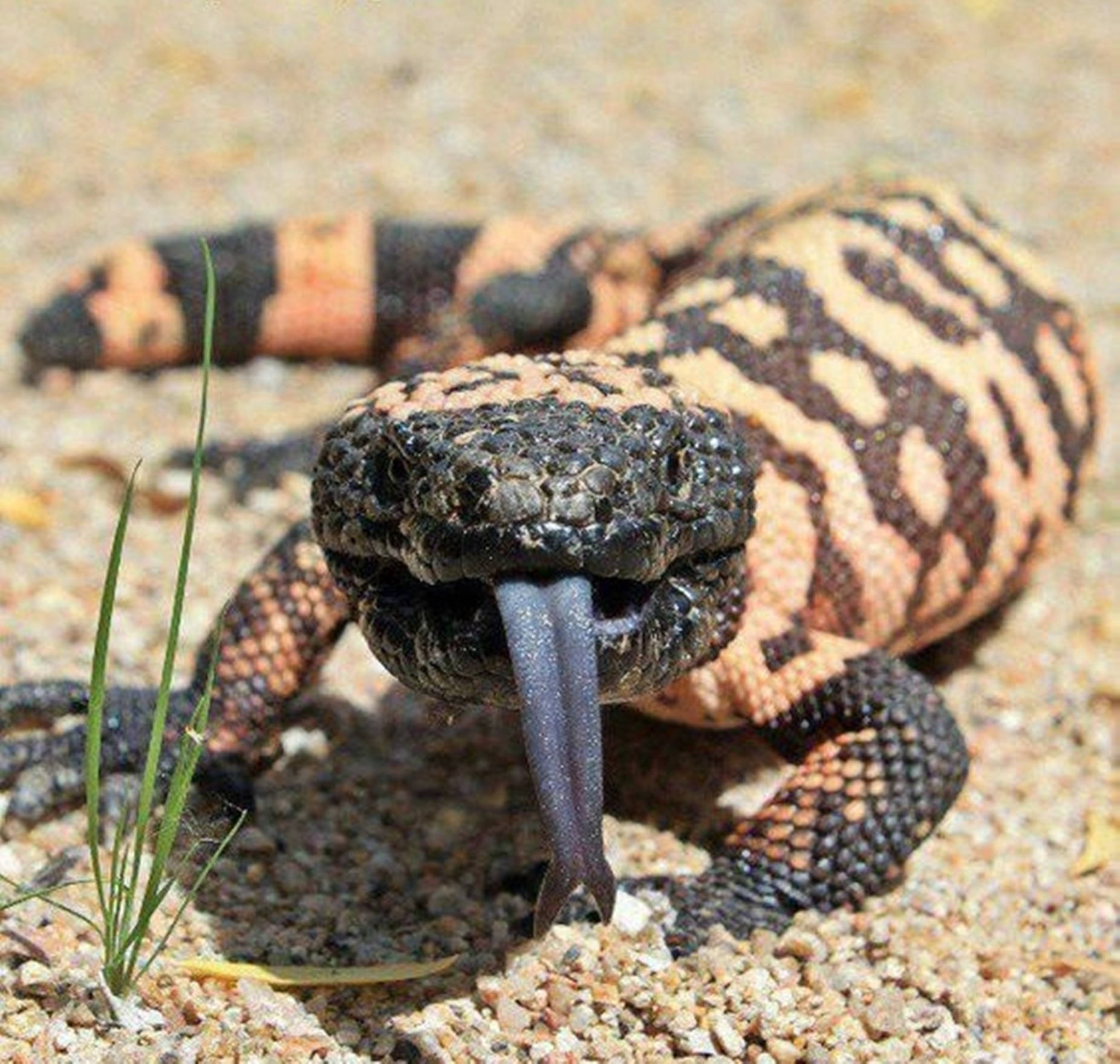 Gila Monster On Ground With Tongue Out Wallpaper