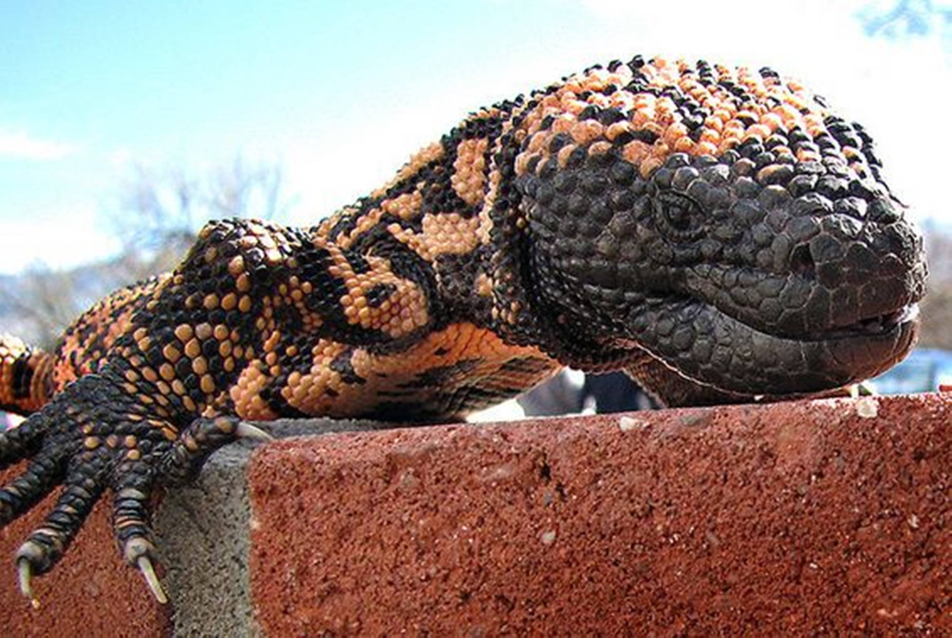 Caption: A Vibrant Gila Monster Luxuriating on Red Brick Wallpaper