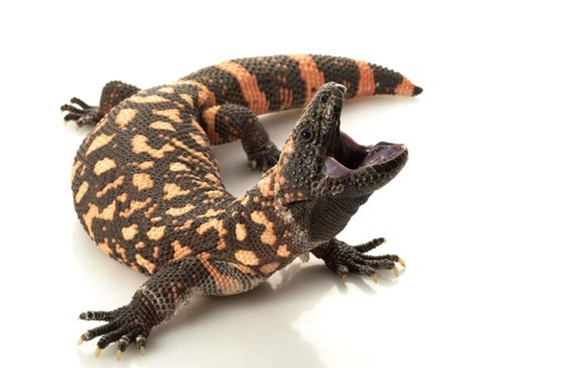 A striking view of a Gila Monster showcasing its open mouth Wallpaper