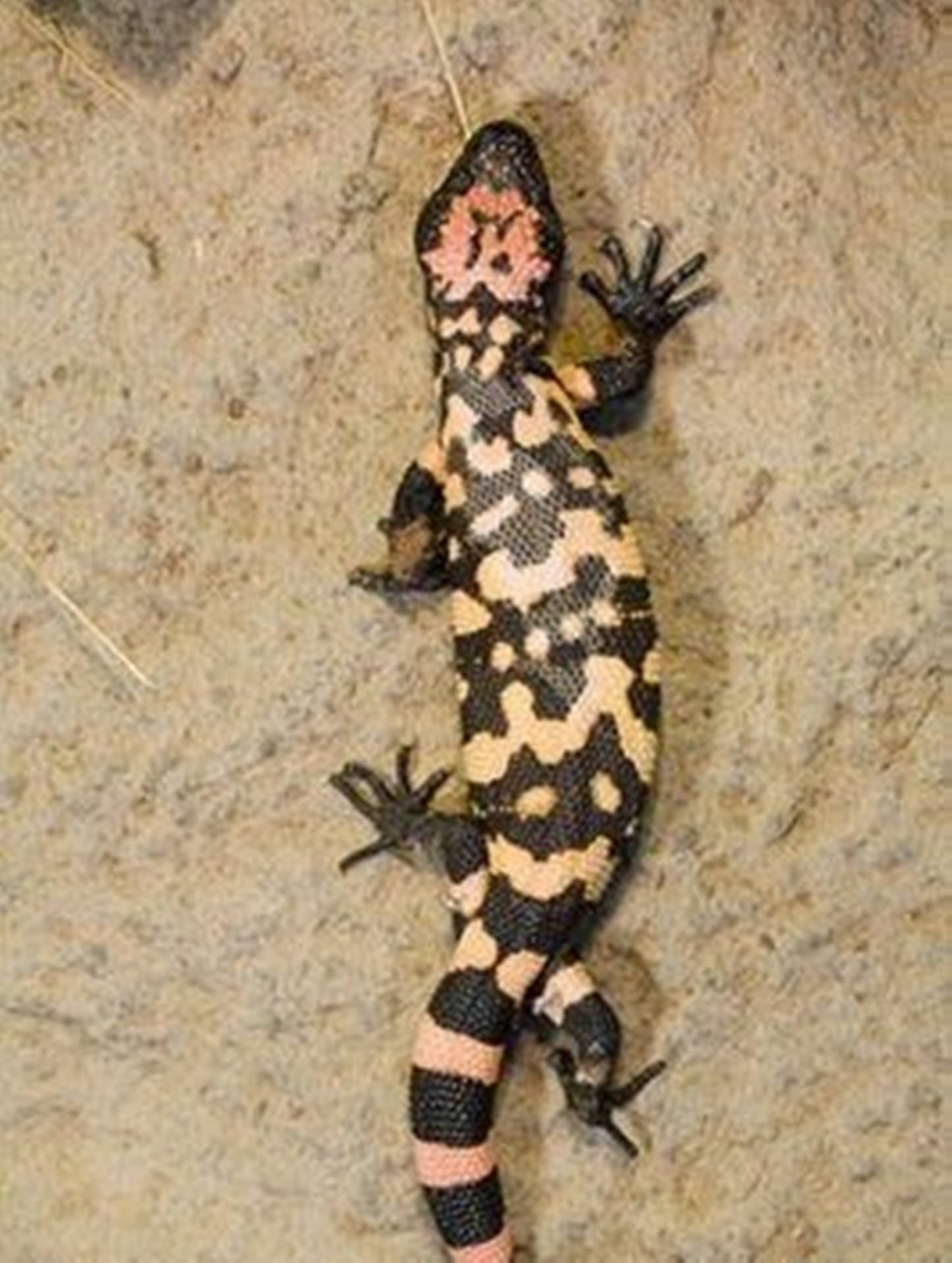 Gila Monster Top View On Ground Wallpaper