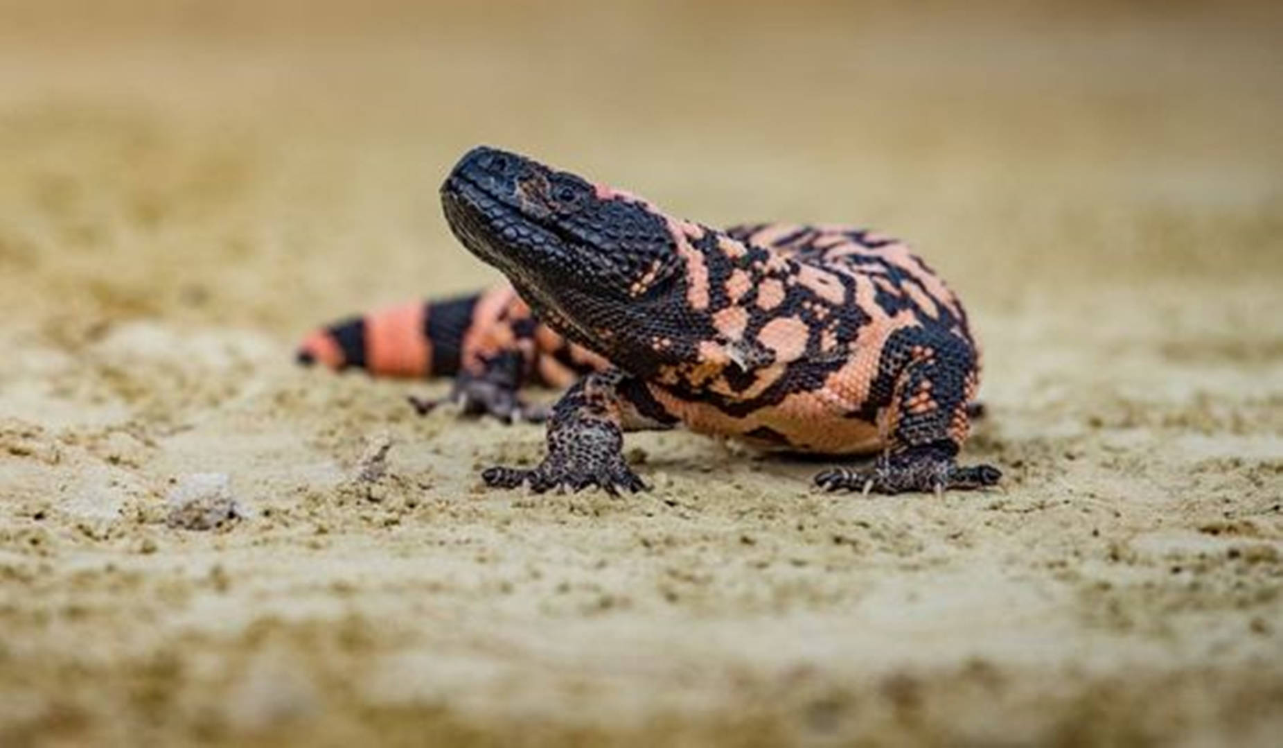Gila Monster With Black Head On Ground Wallpaper