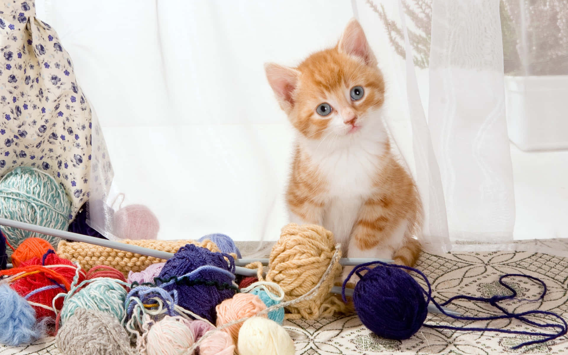 Ginger Cat Beside Yarns For Knitting Wallpaper