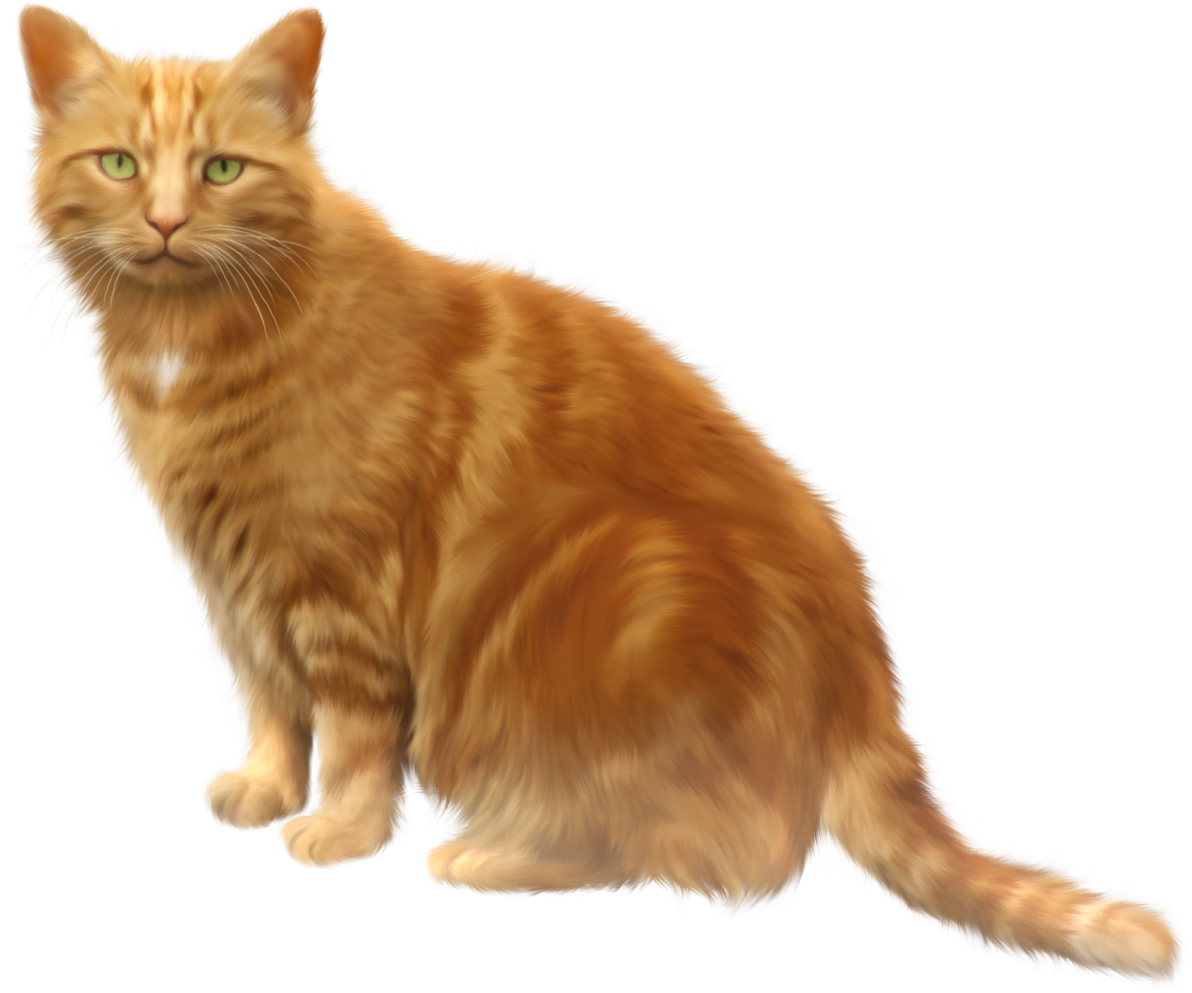 Ginger Cat Illustration PNG